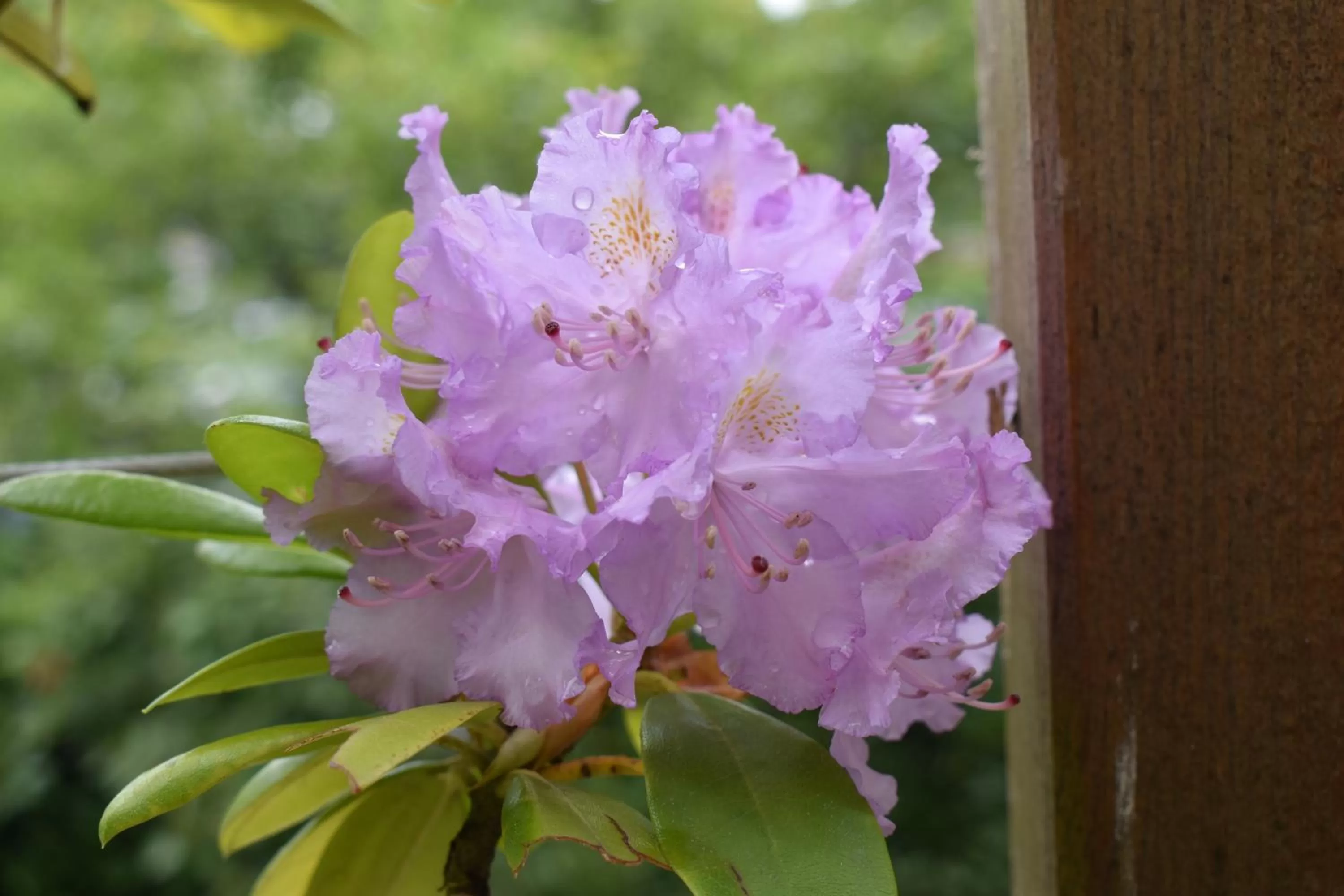 Garden in Hôtel Le Sauvage