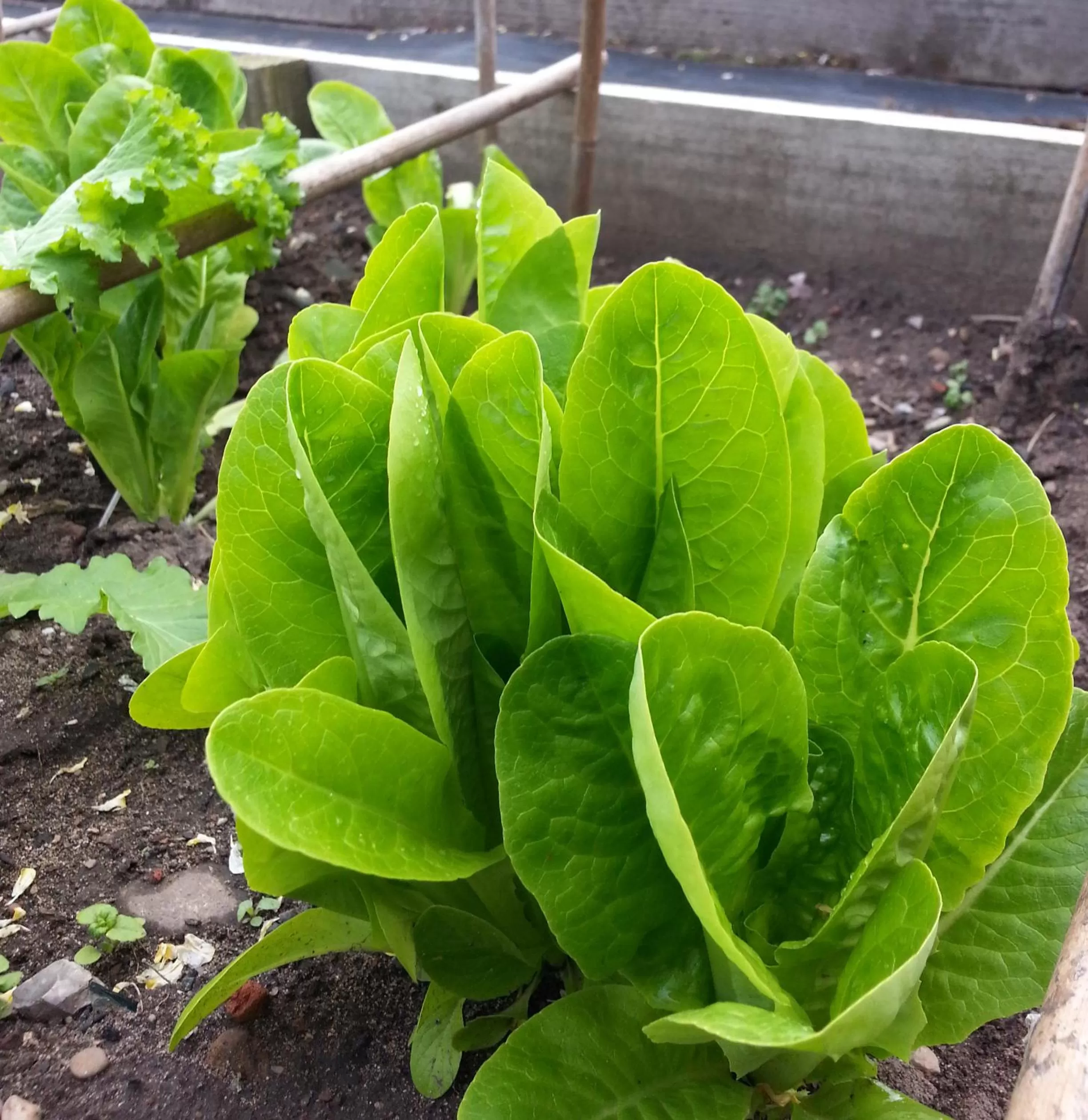 Garden in Ternhill Farm House - 5 Star Guest Accommodation with optional award winning breakfast