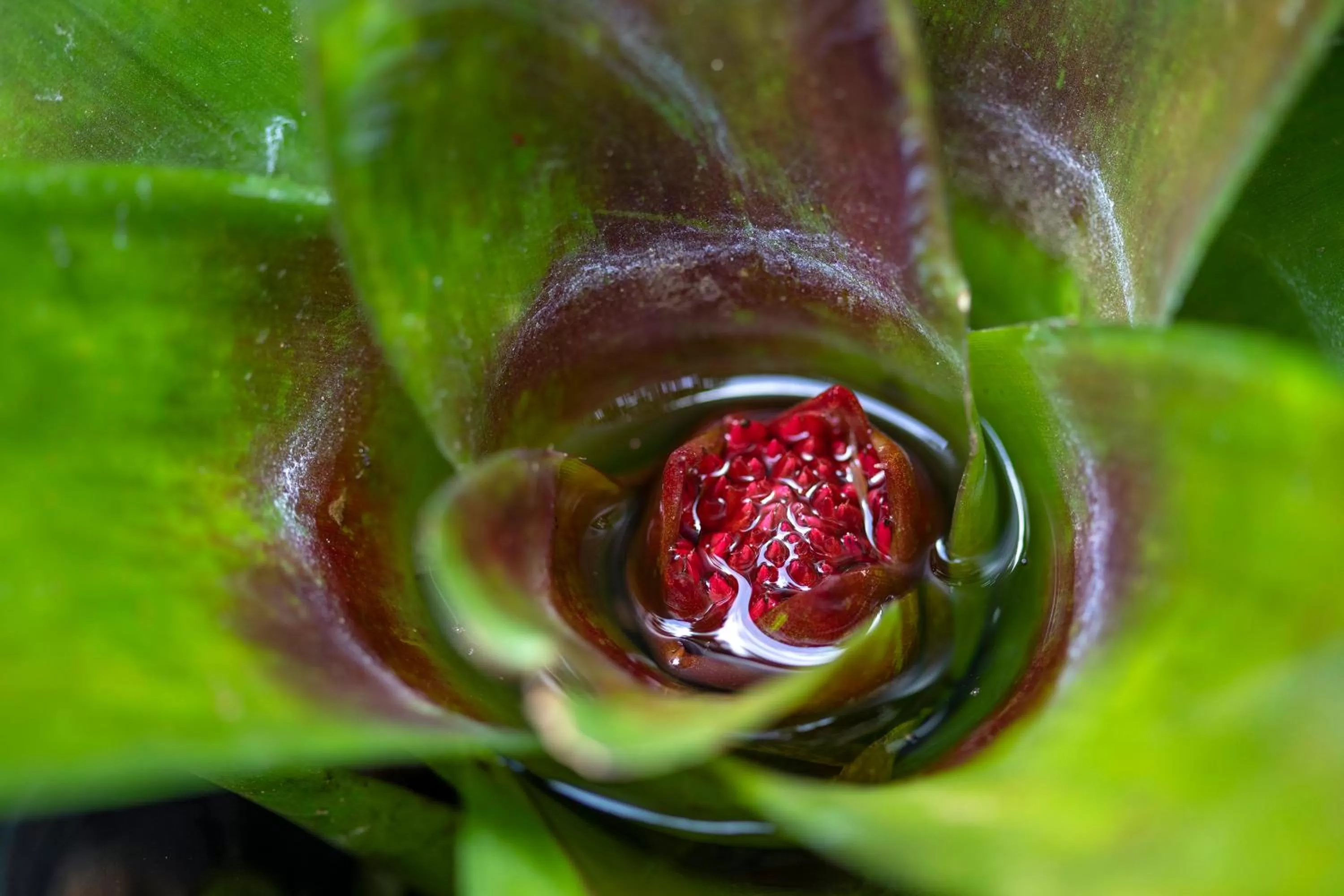 Patio in Pumilio Mountain & Ocean Hotel