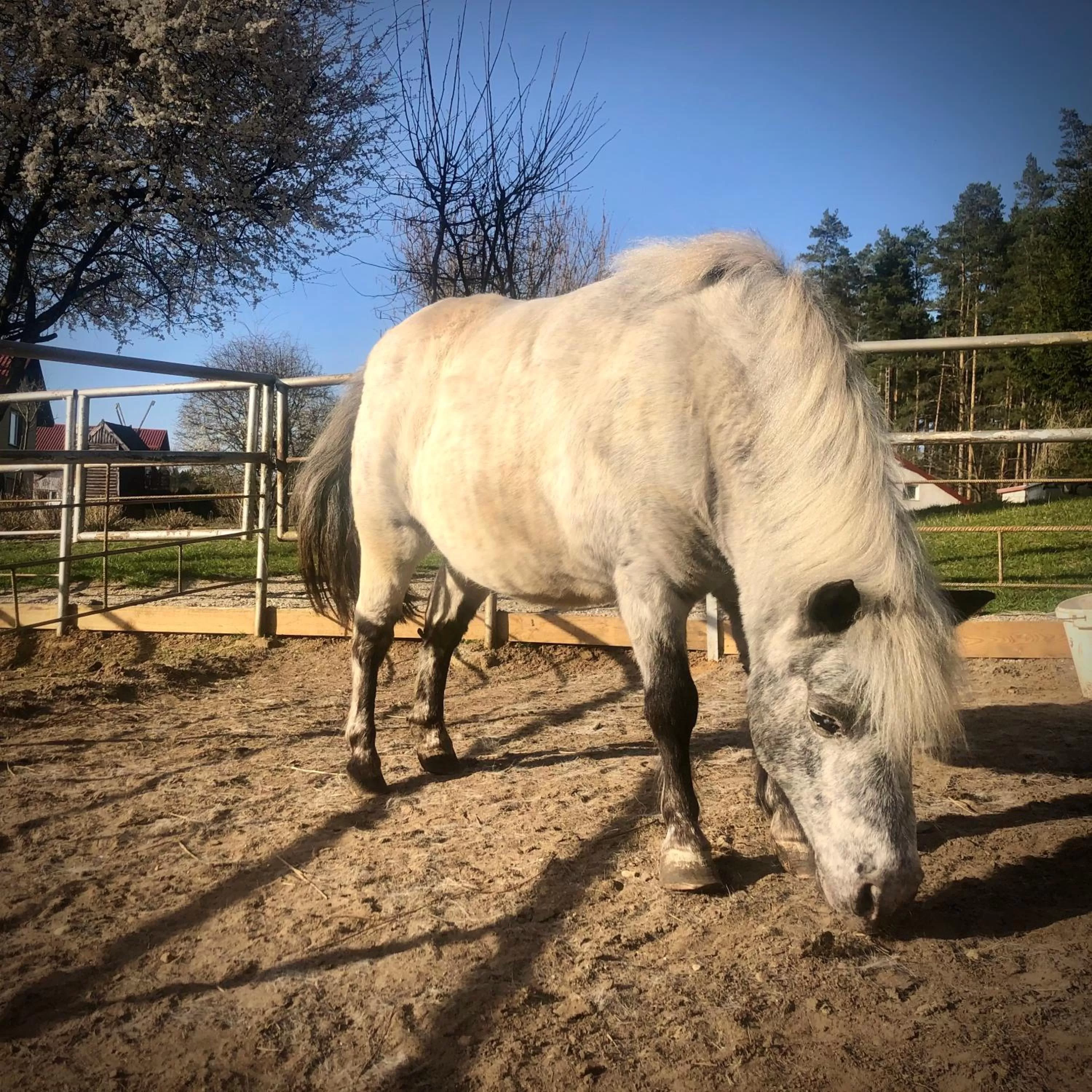 Animals in Ziołowa Dolina