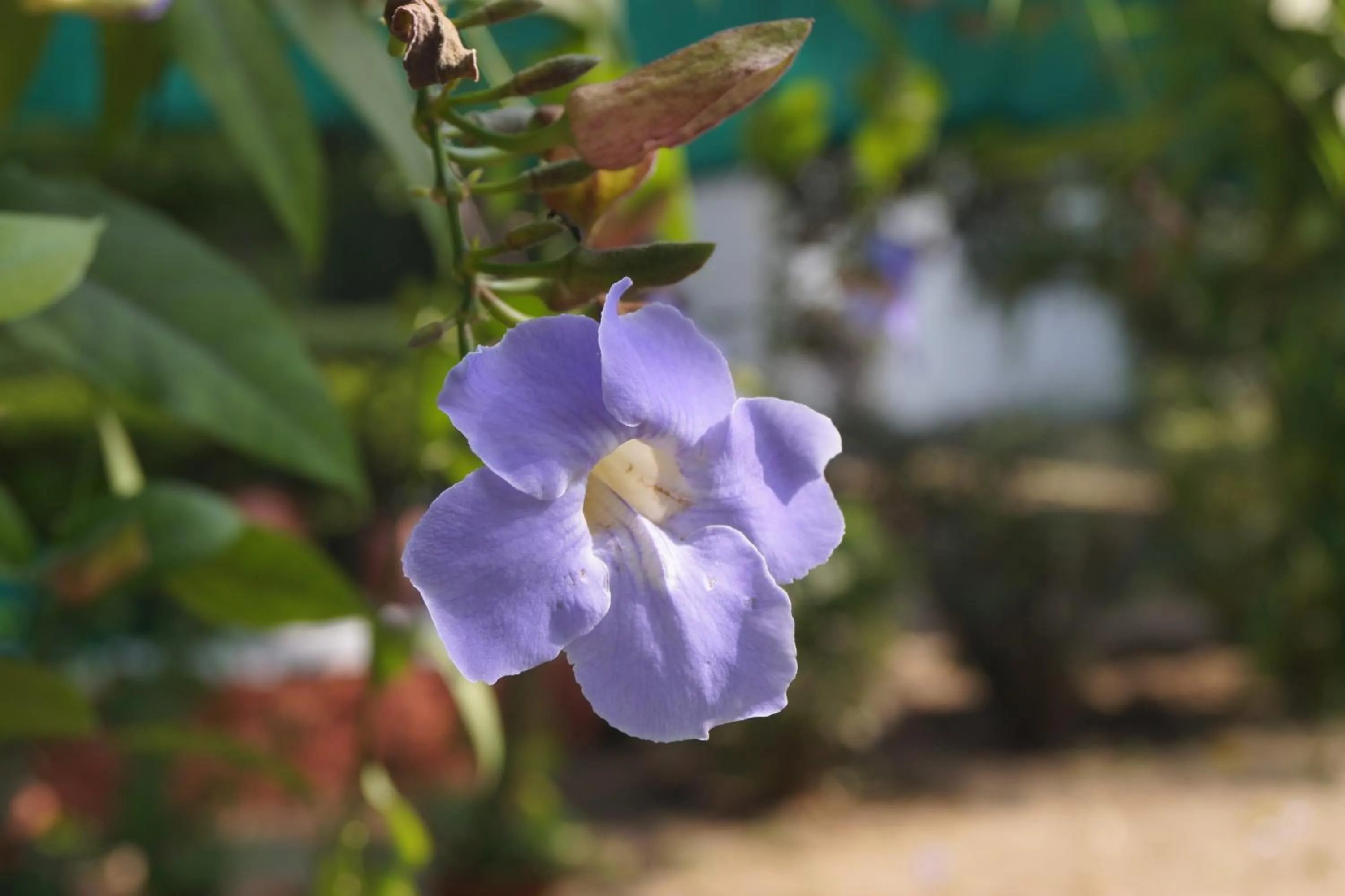 Garden in Ambassador Ajanta Hotel, Aurangabad