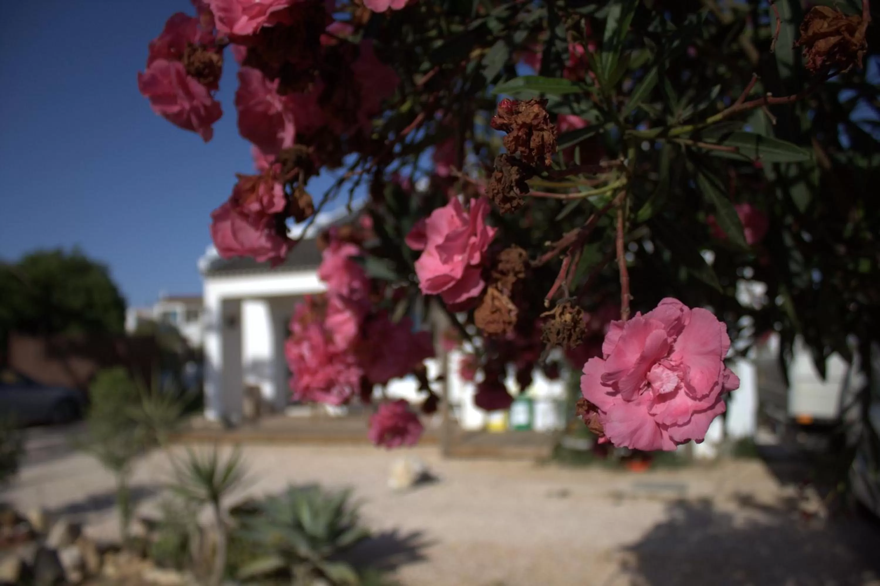 Garden in PuraVida Divehouse
