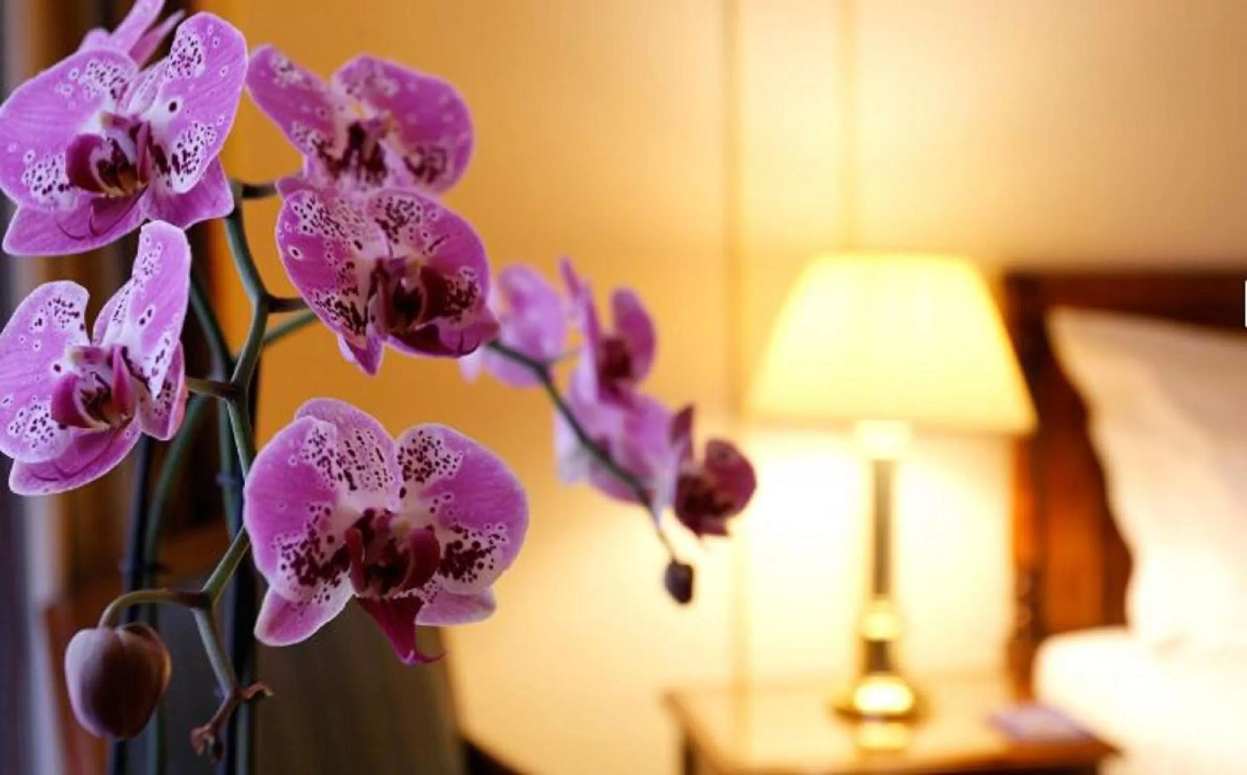 Decorative detail, Bed in Hotel Le Plaza Brussels