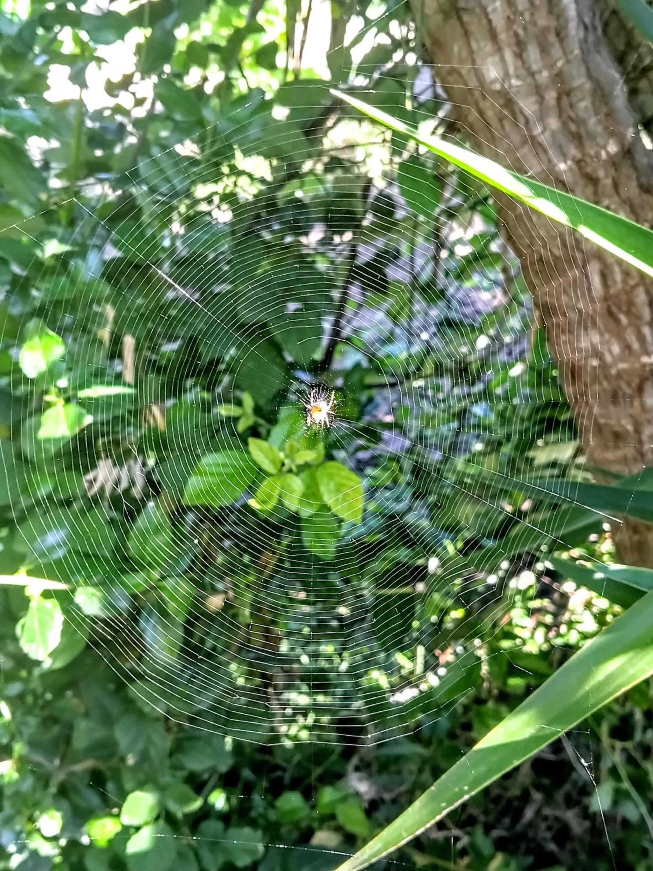 Patio in Alghero in bicicletta