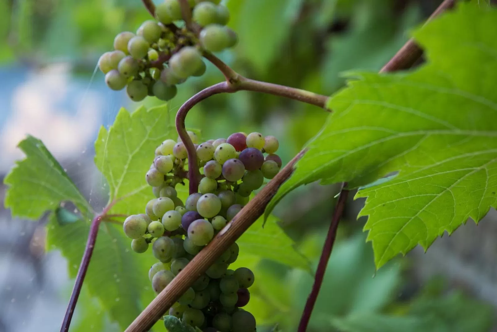 Garden, Food in Oud Gemeentehuis