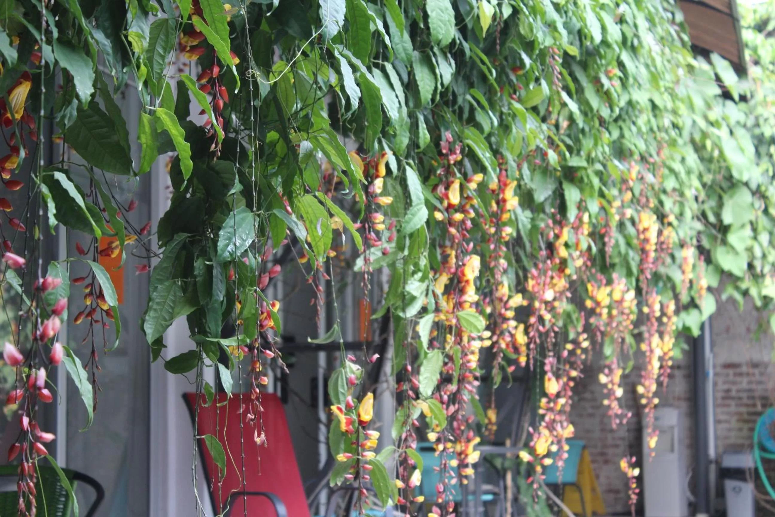 Cando Living Apartments in Central Avenue