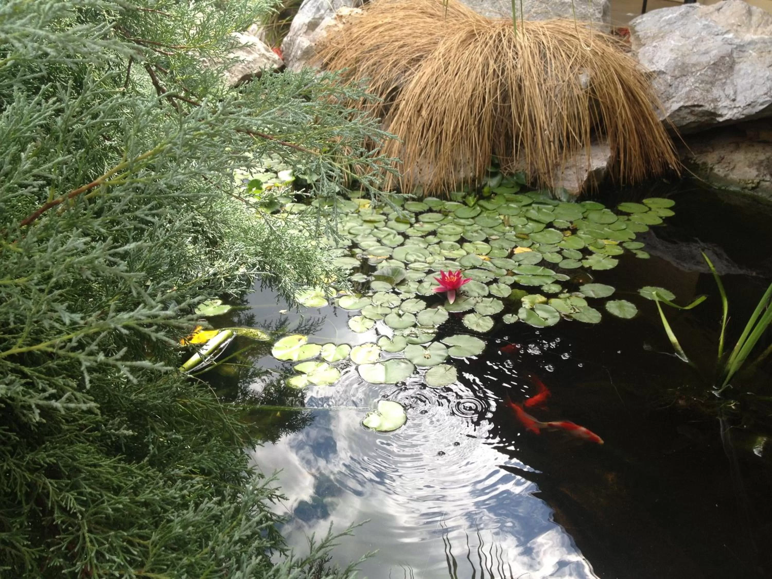 Garden in Ten Dollar Town Motel