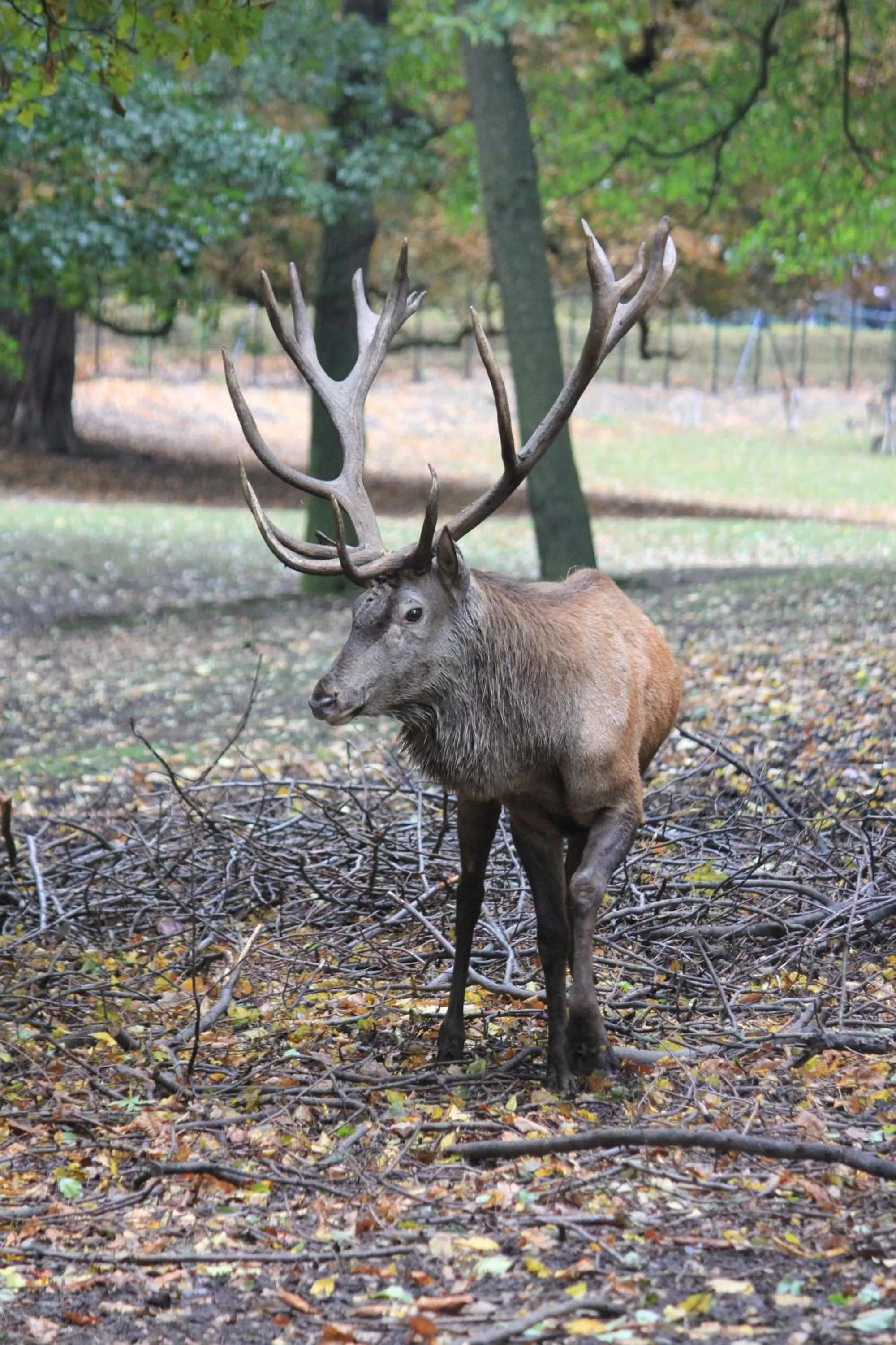 Animals in Ringhotel Weißer Hirsch