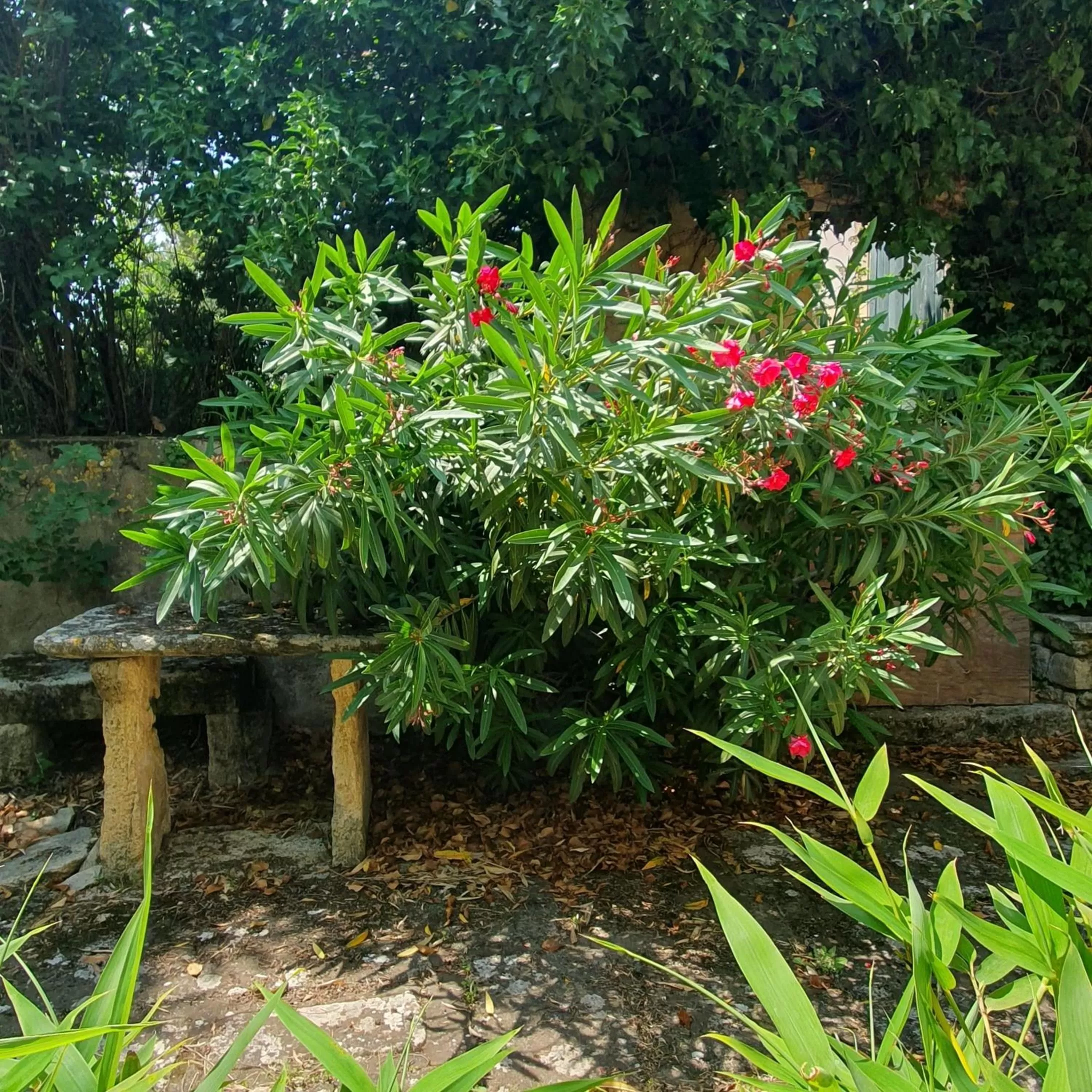 Garden in Aux berges du pont du gard
