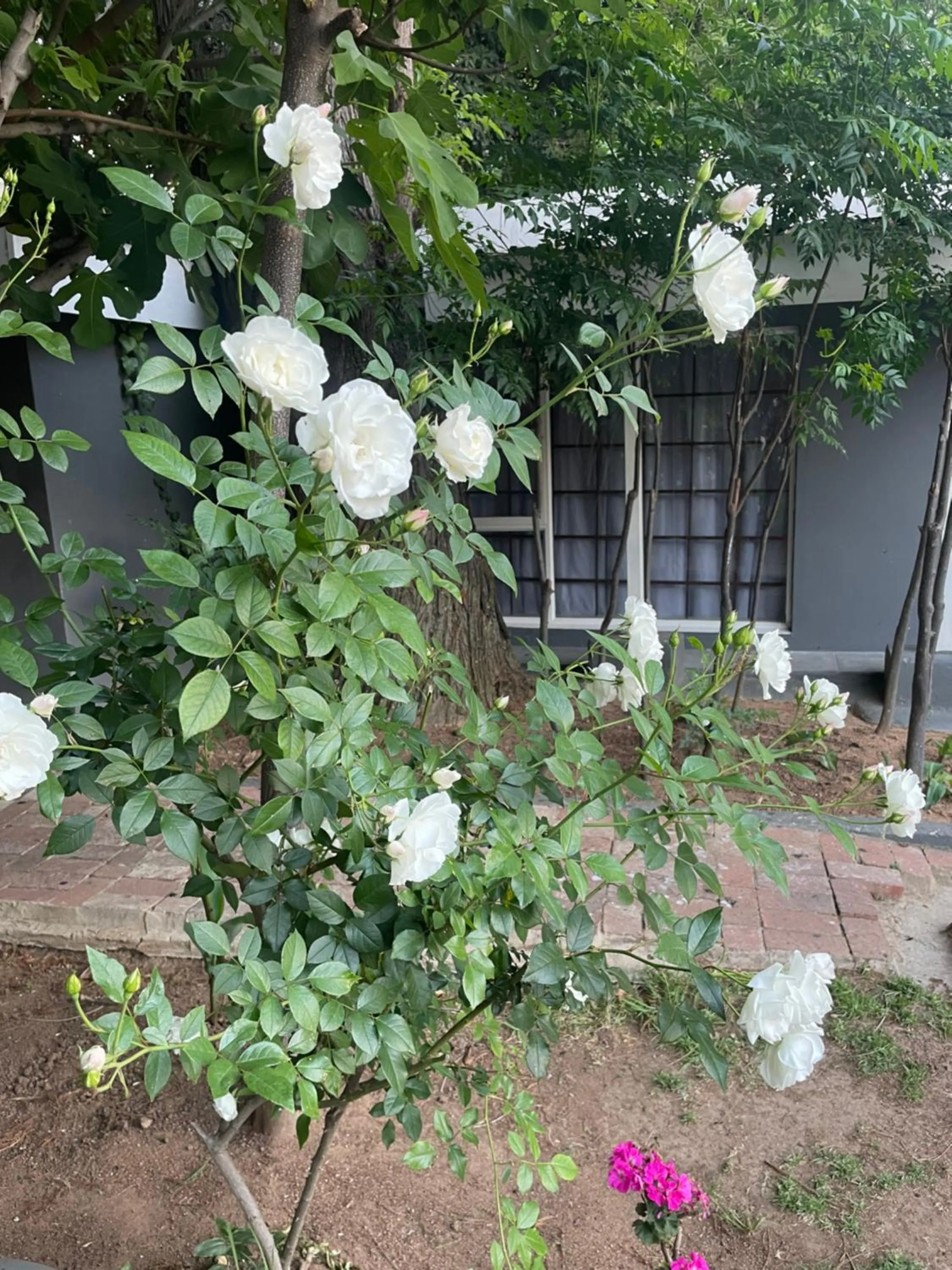 Garden in Marion Lodge