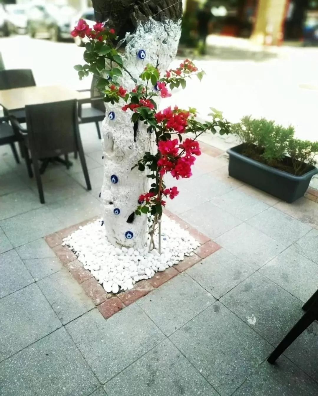 Garden in Punta Vista Hotel