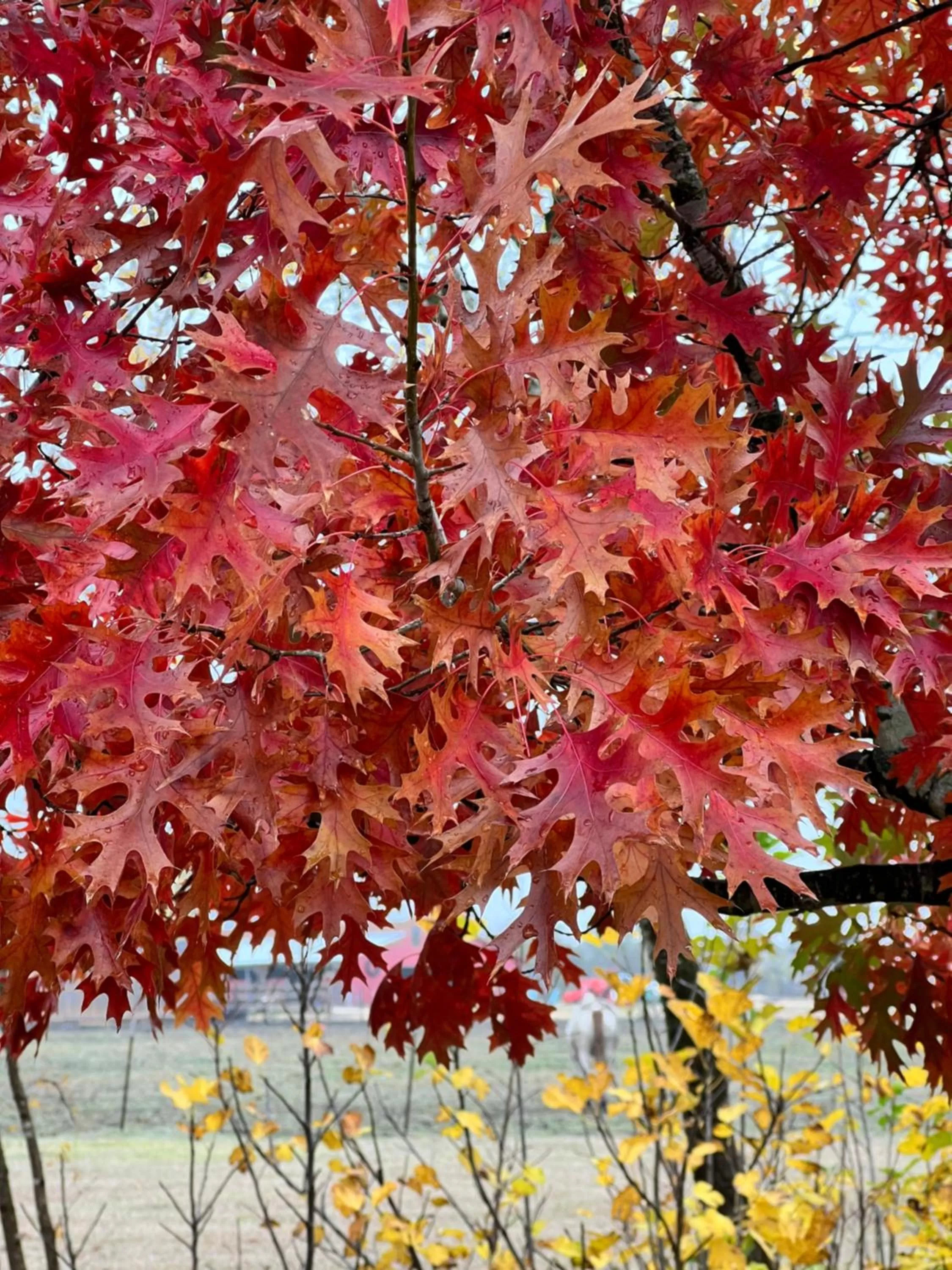 The Plantation House Boutique Inn