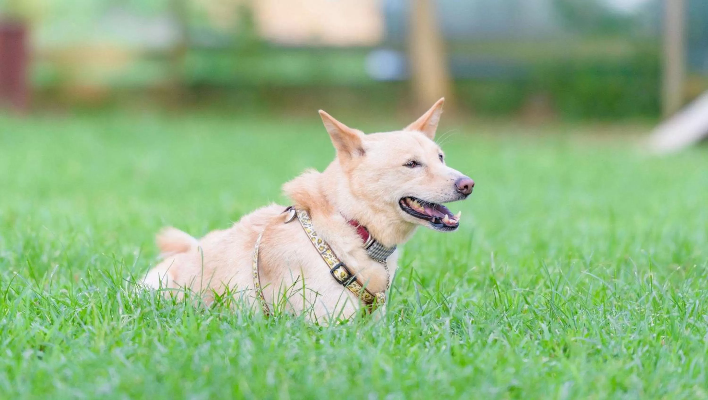 Pets in Resort City Inn Coeur d Alene