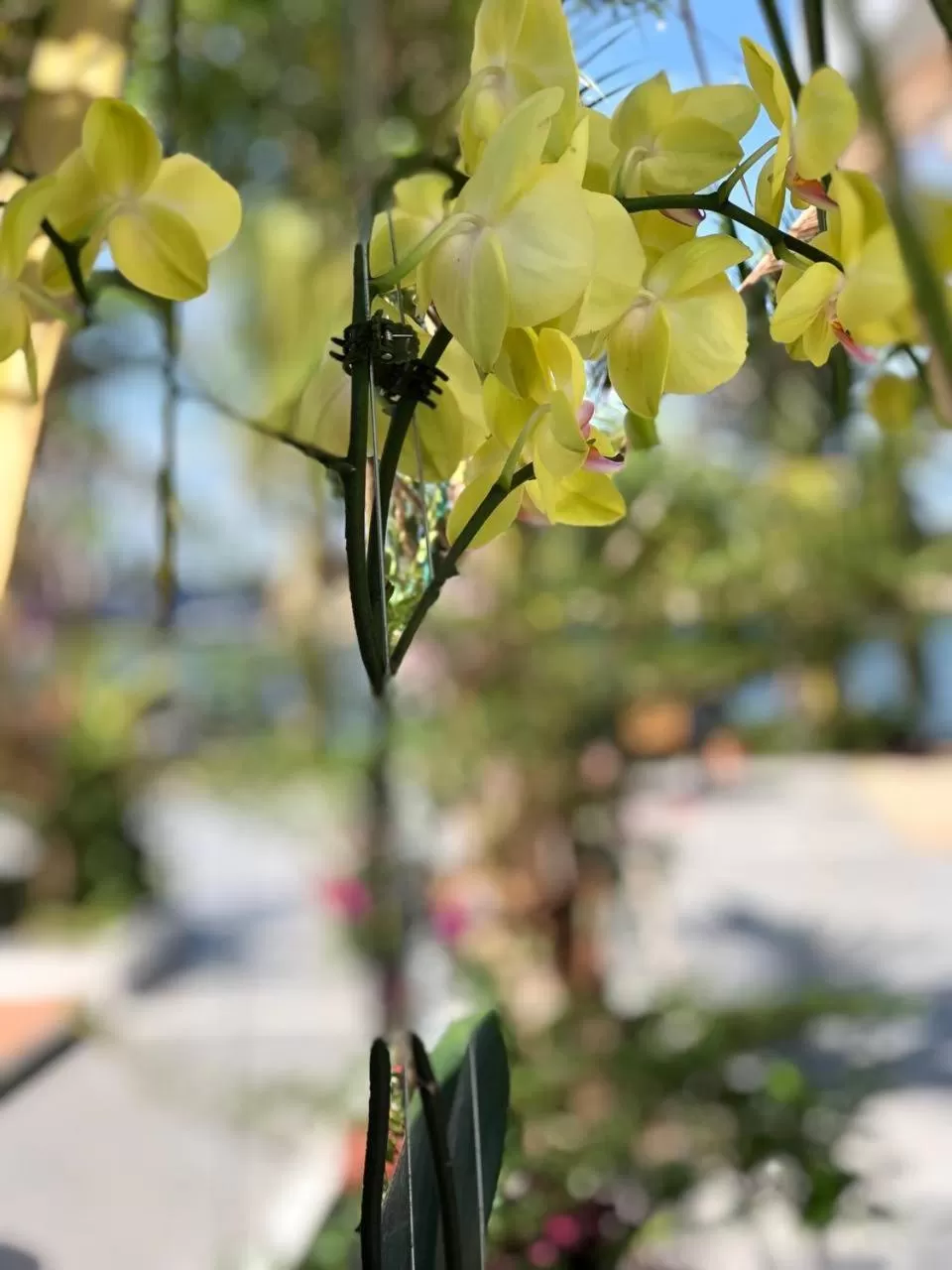 Garden in Jasmine River Front