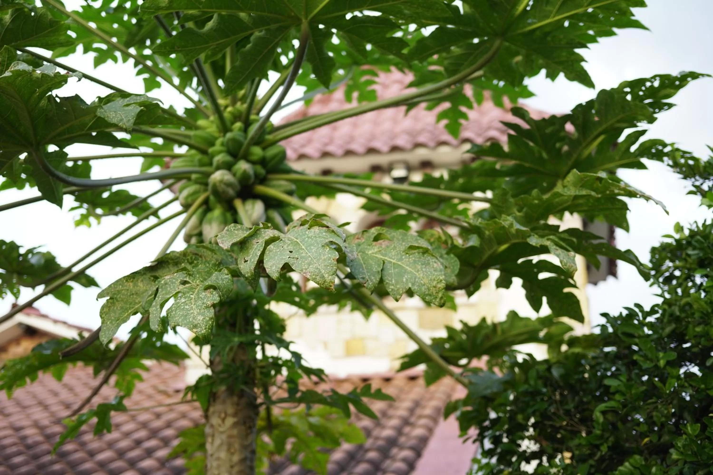Garden in Hotel Chalet El Castillo by Majuva