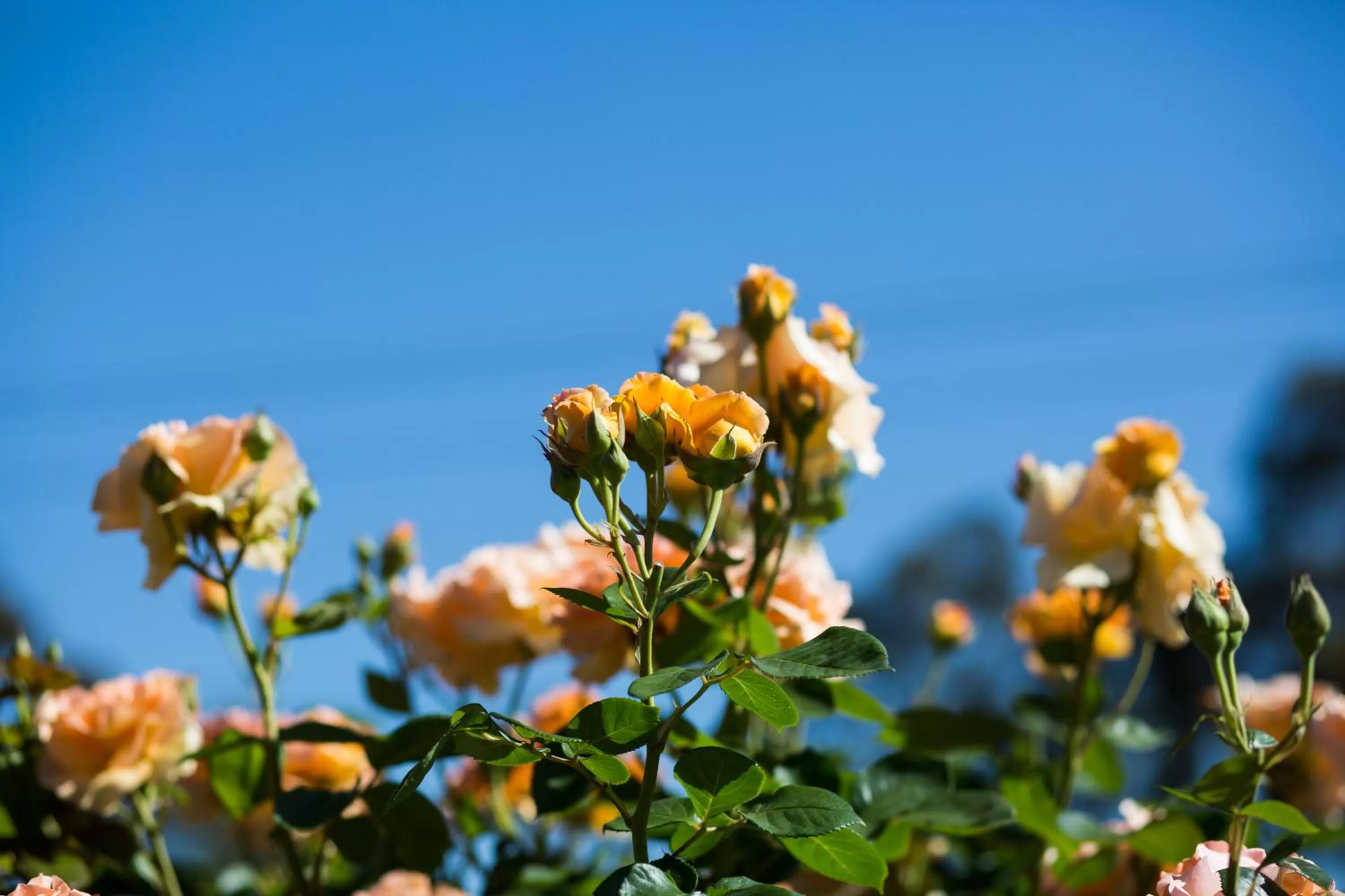 Garden in Willows Motel