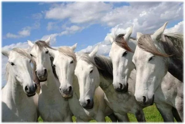 Animals in Gites Chambres d'hotes Mazet du Maréchal Ferrant