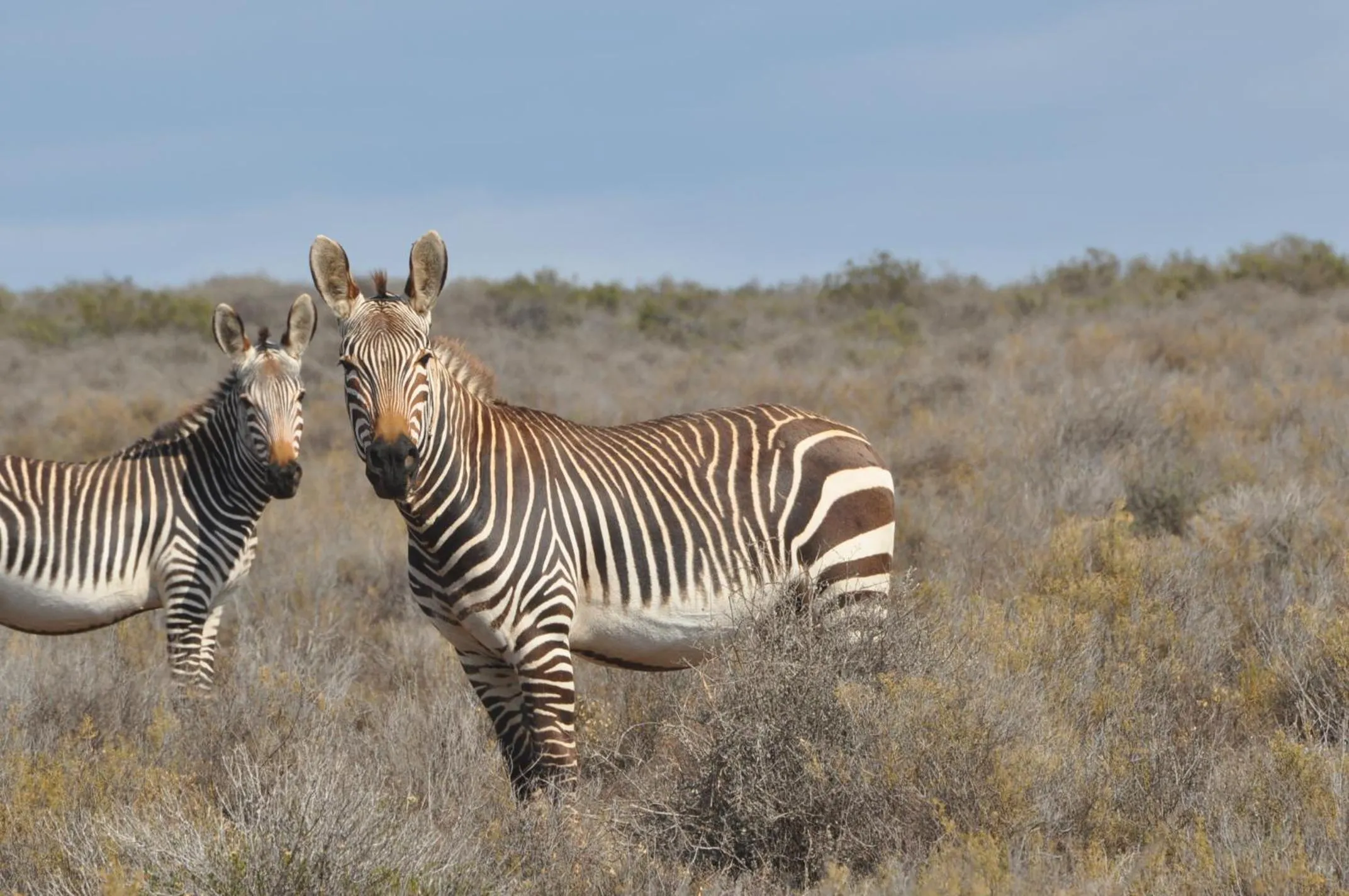 Animals in Sanbona Wildlife Reserve