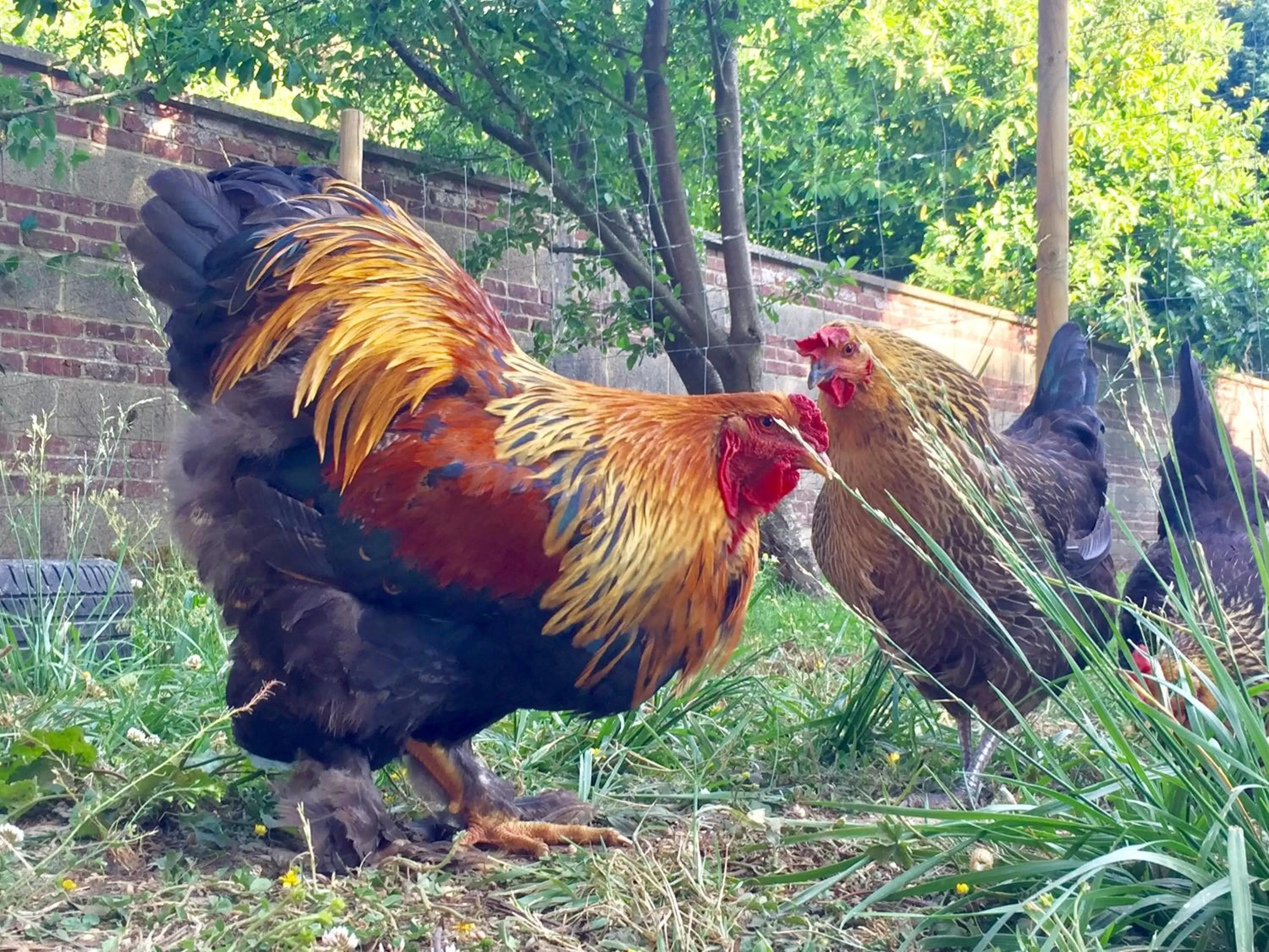 Animals, Other Animals in Chambres d'hôtes Nuits Campagnardes