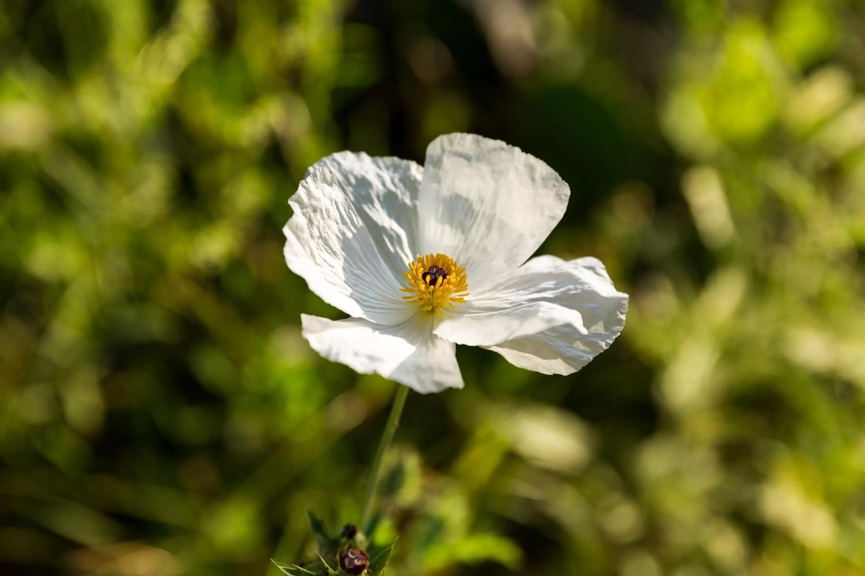 Spring, Other Animals in Wildcatter Ranch and Resort