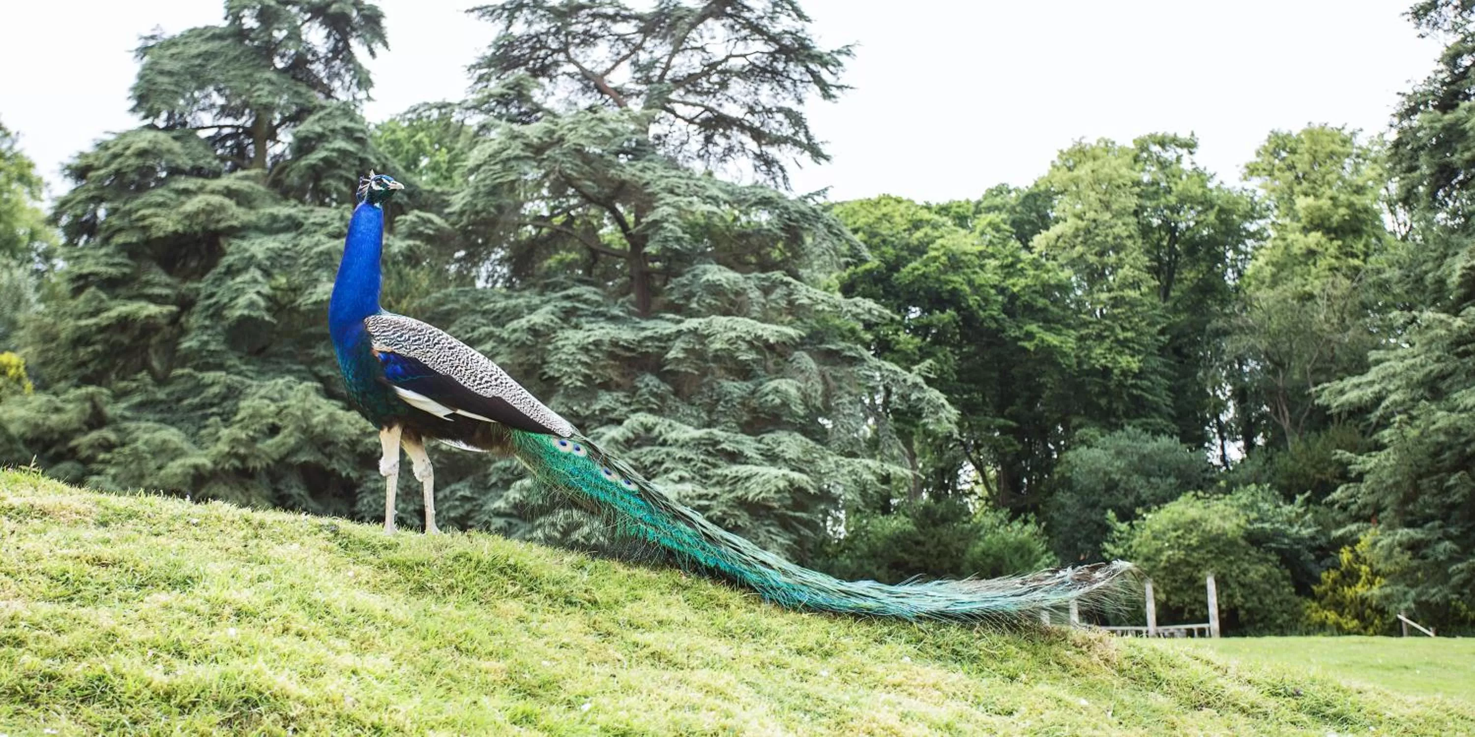 Natural landscape in Pendley Manor