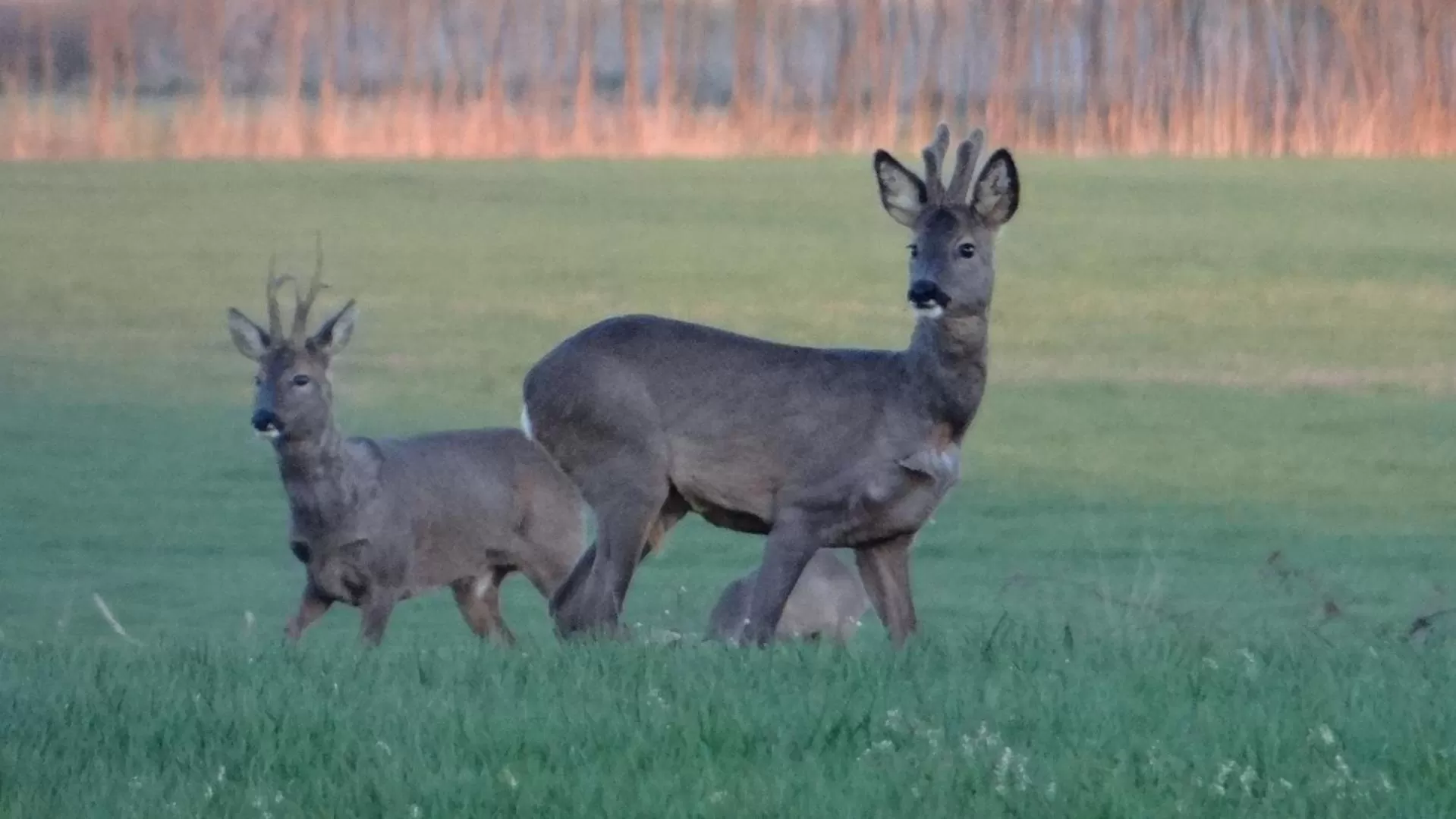 Natural landscape in B&B Gastvrij Lenthe