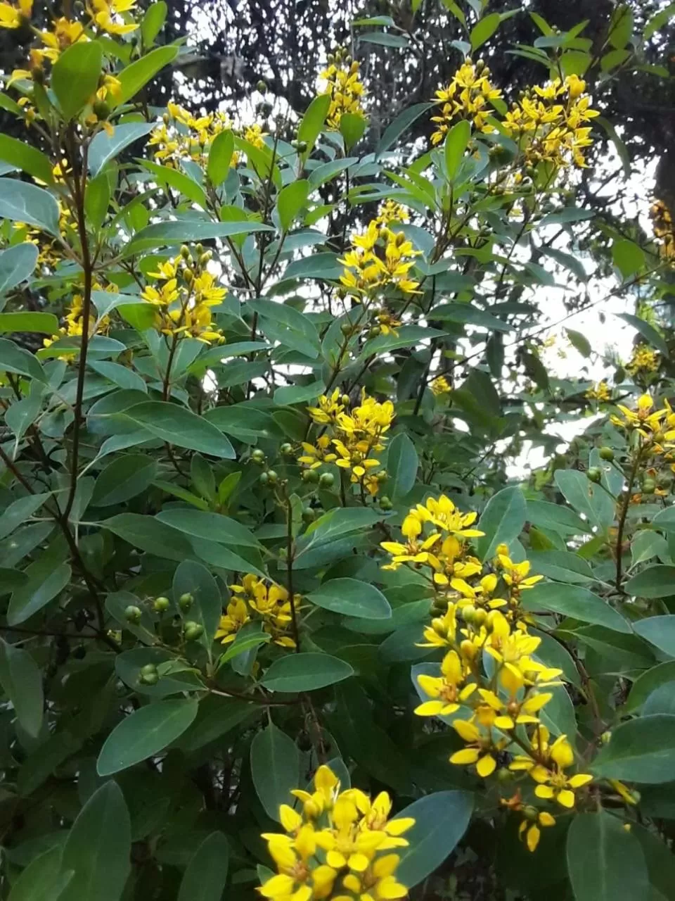 Garden in Villa DeLorenta