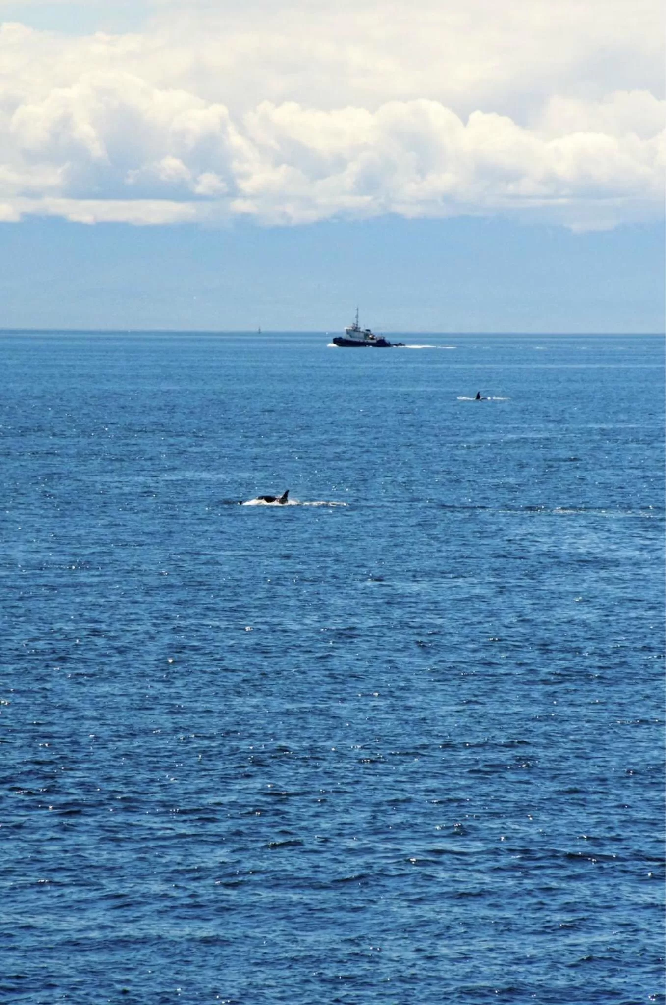 Entertainment in Otter's Pond Bed and Breakfast