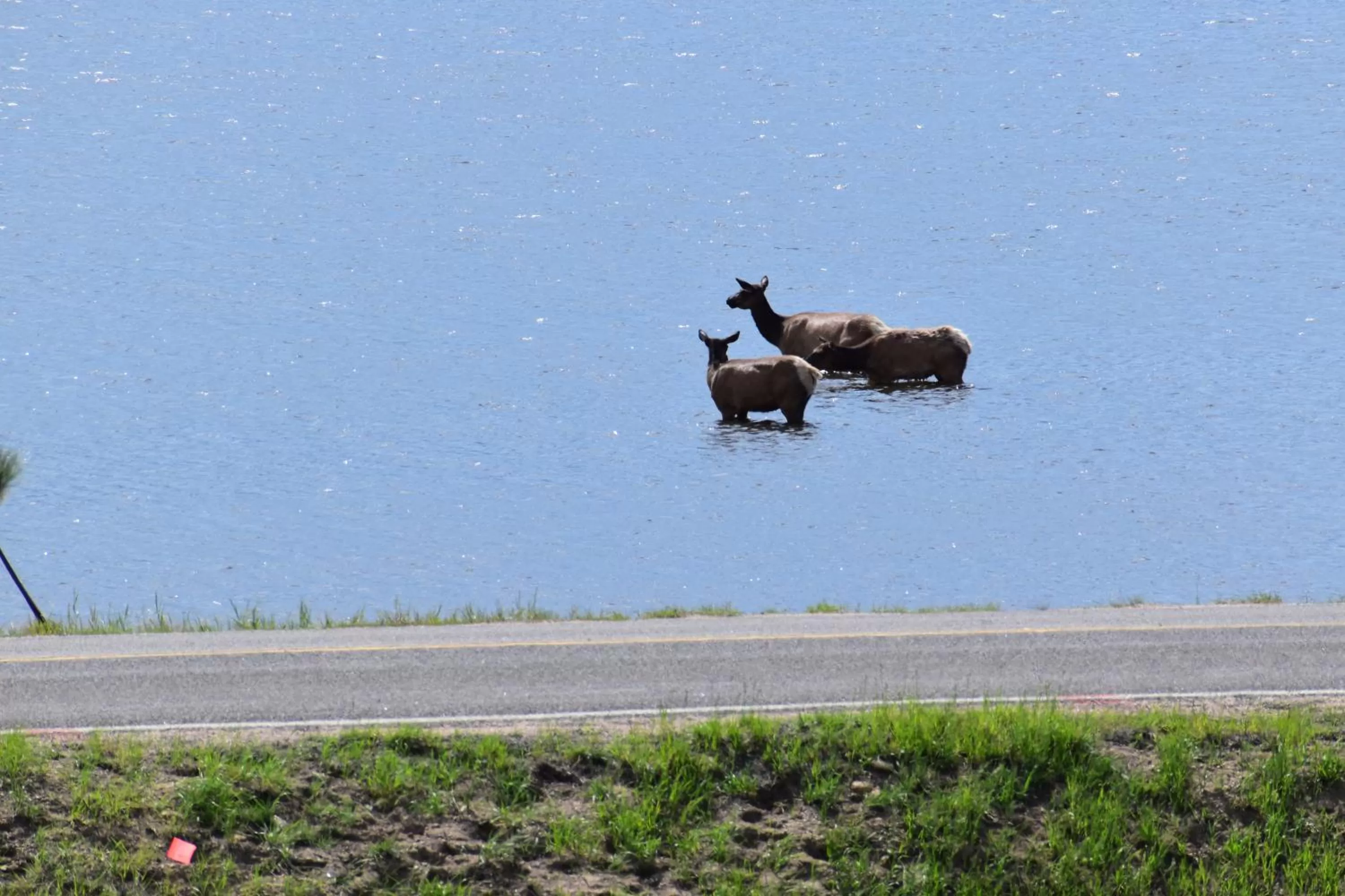 Other Animals in Estes Lake Lodge
