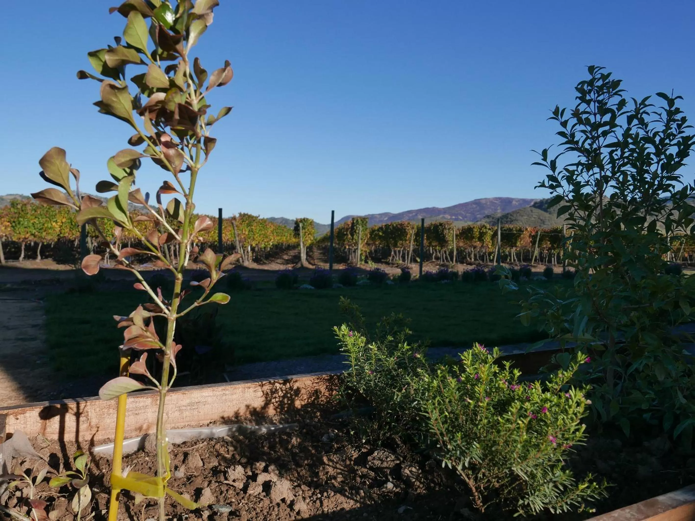 Garden view in Callihue Lodge