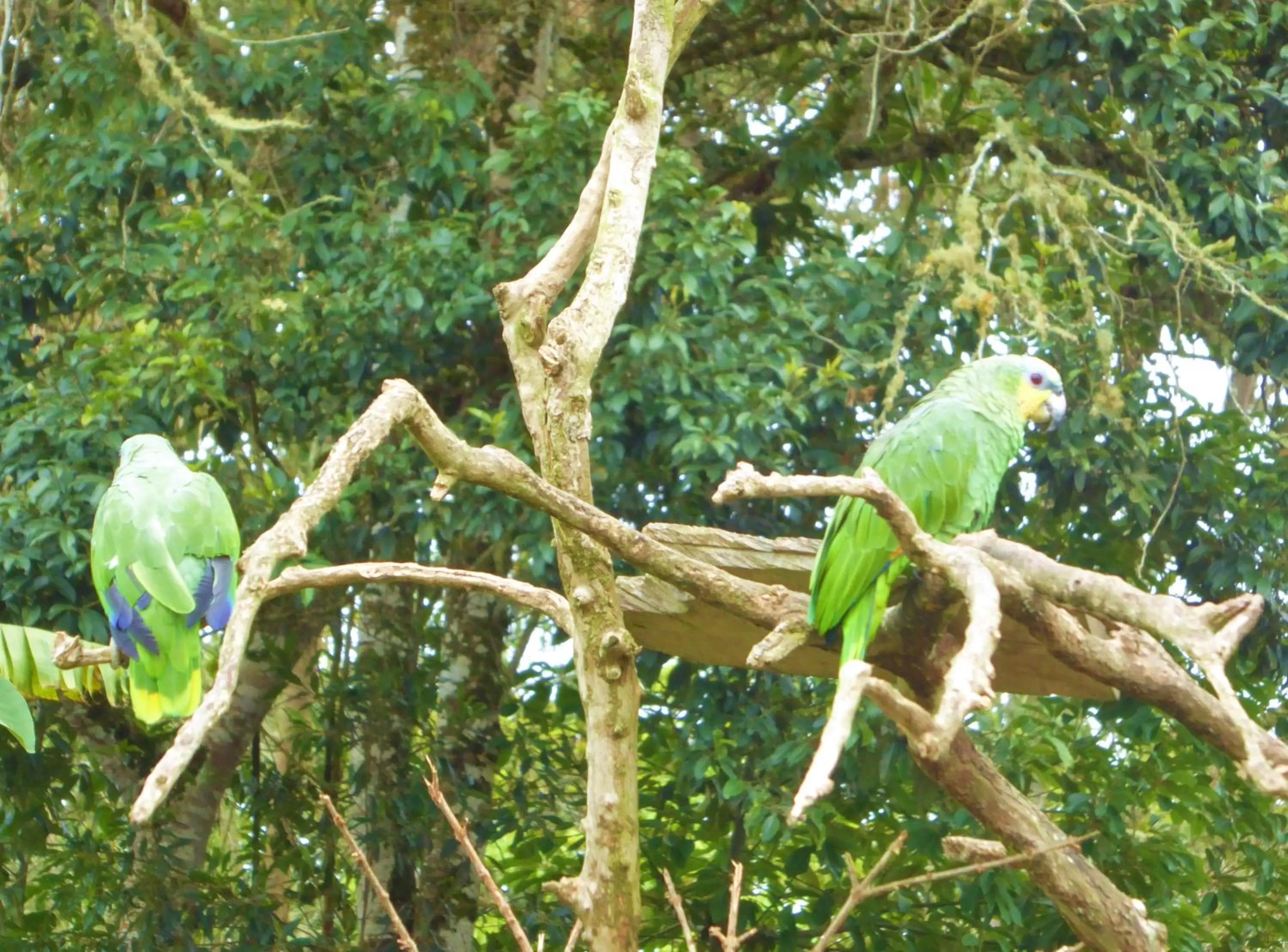 Pets in Finca El Cielo