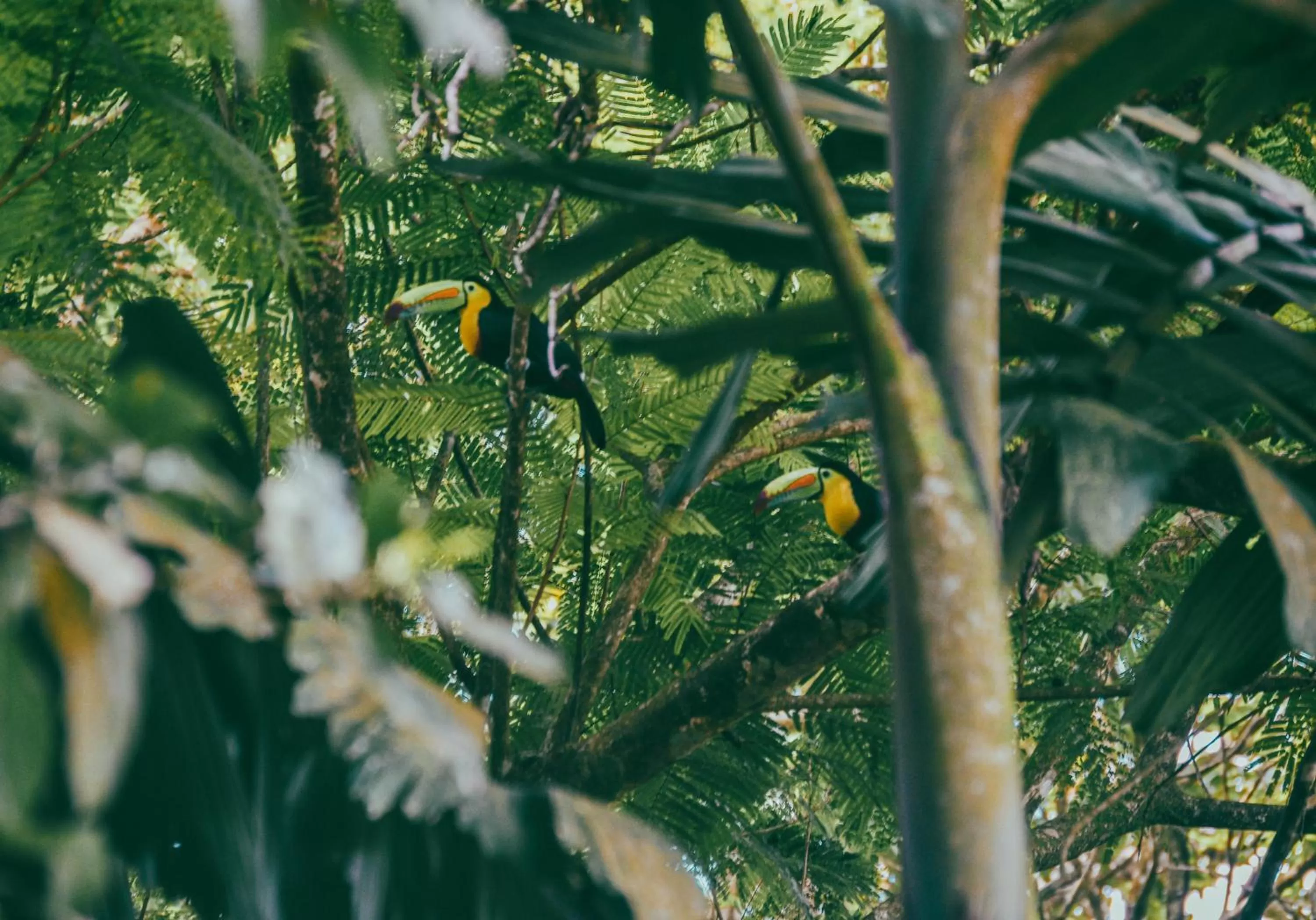 Animals, Other Animals in Arenal Descanso