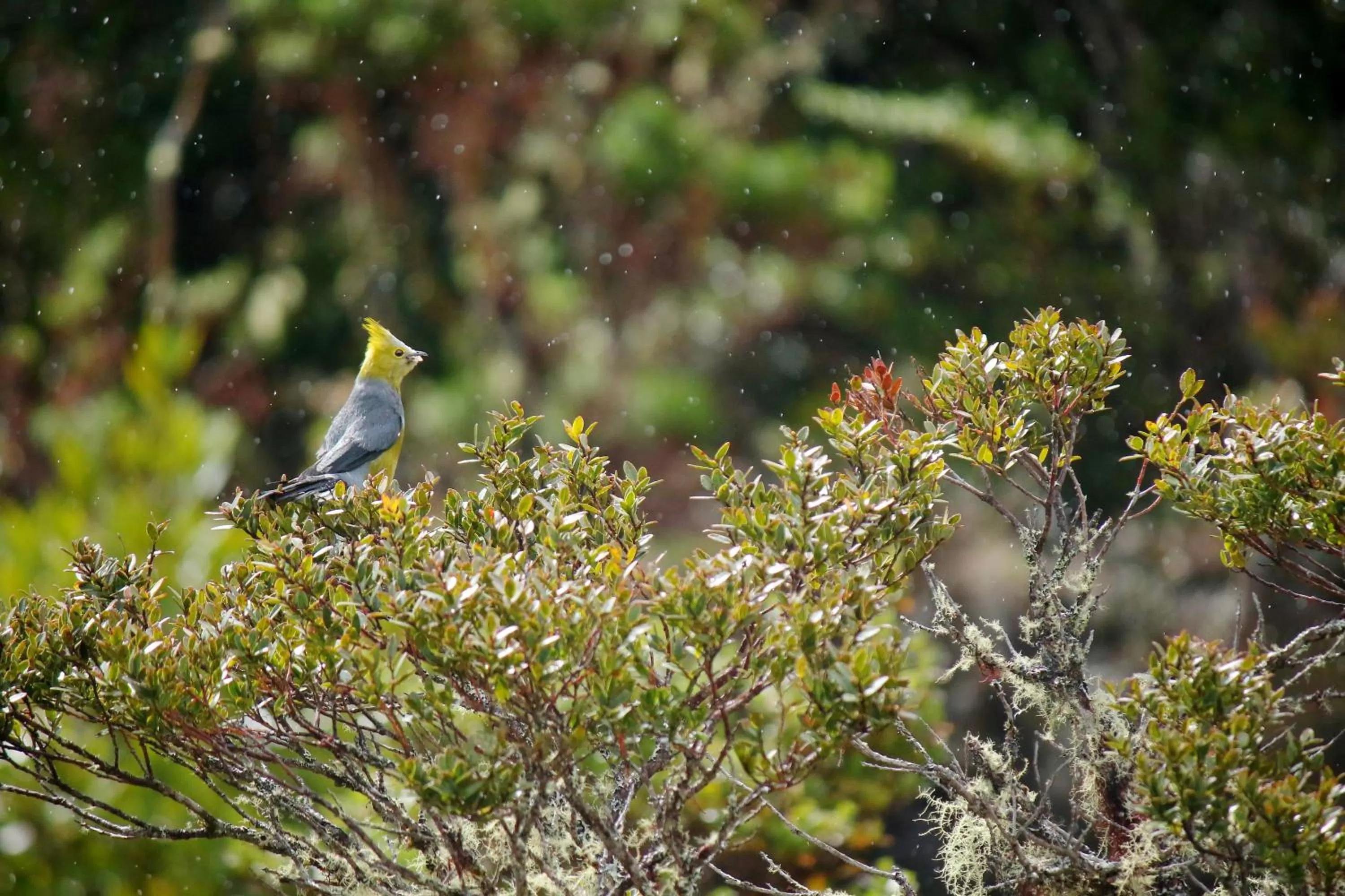 Iyok Ami (Madre Tierra)