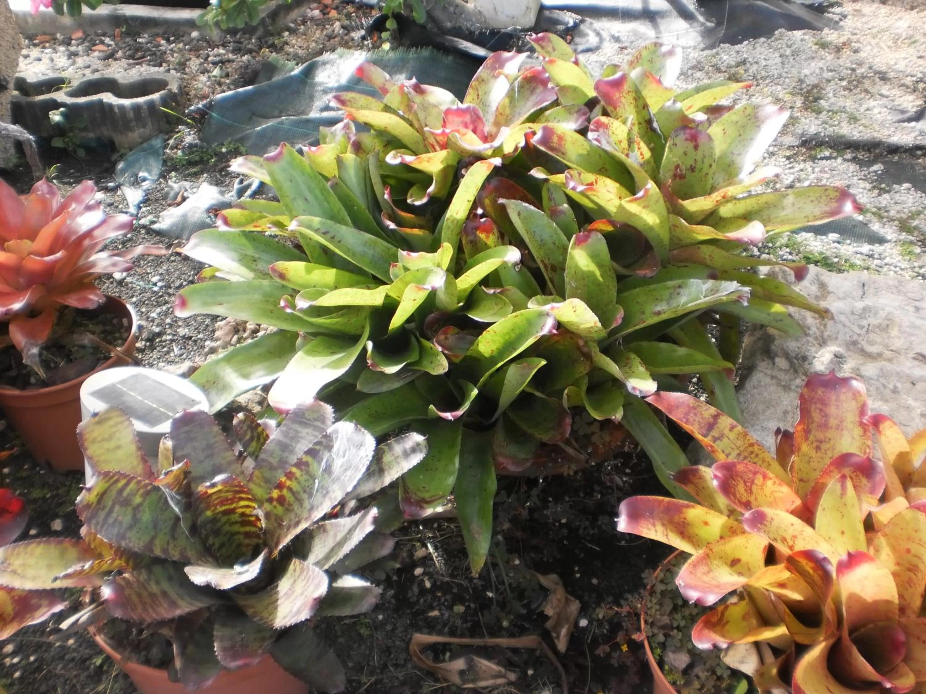 Facade/entrance, Garden in Bed and breakfast Riviere
