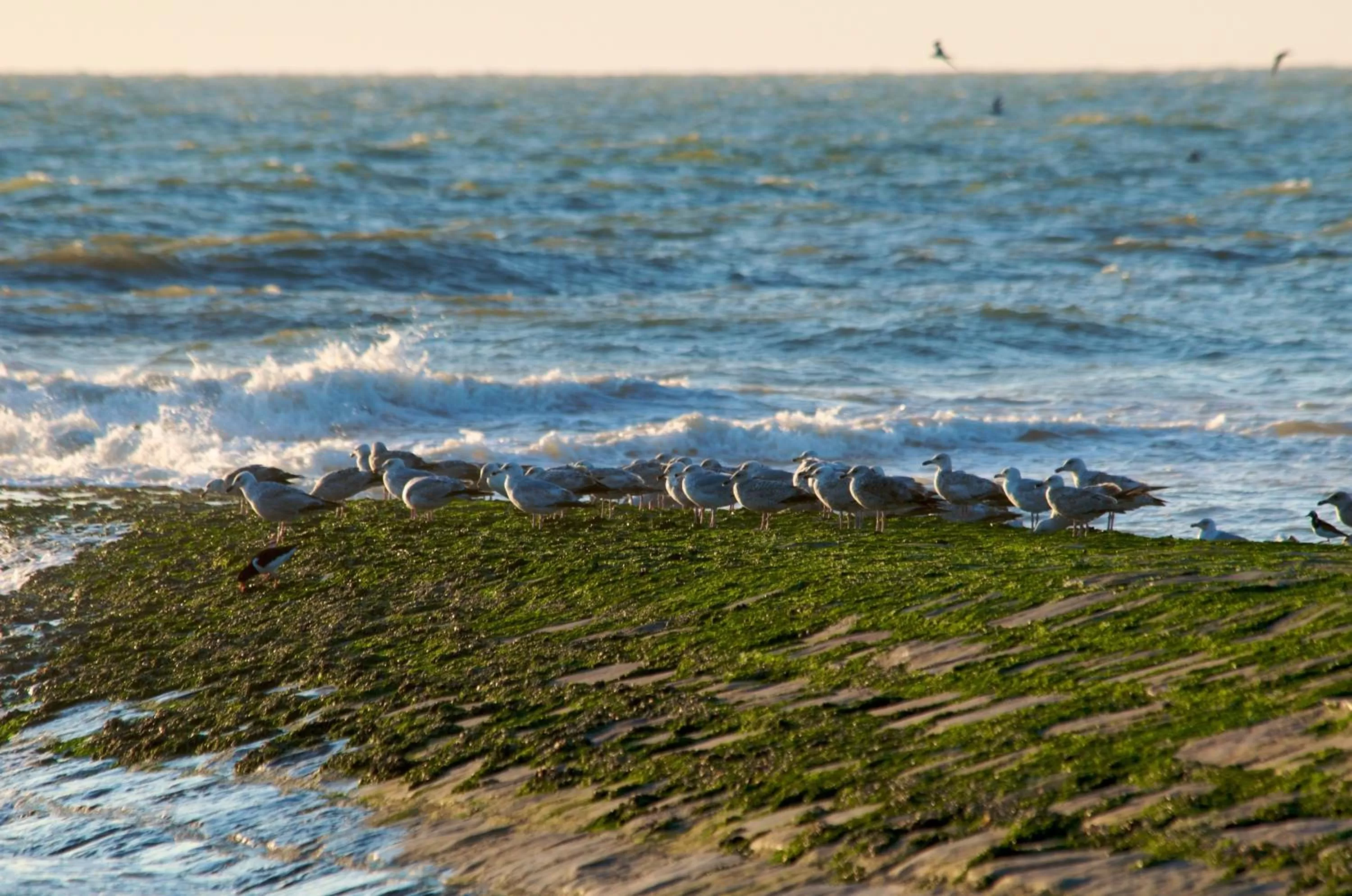 Area and facilities in Hotel De Golf