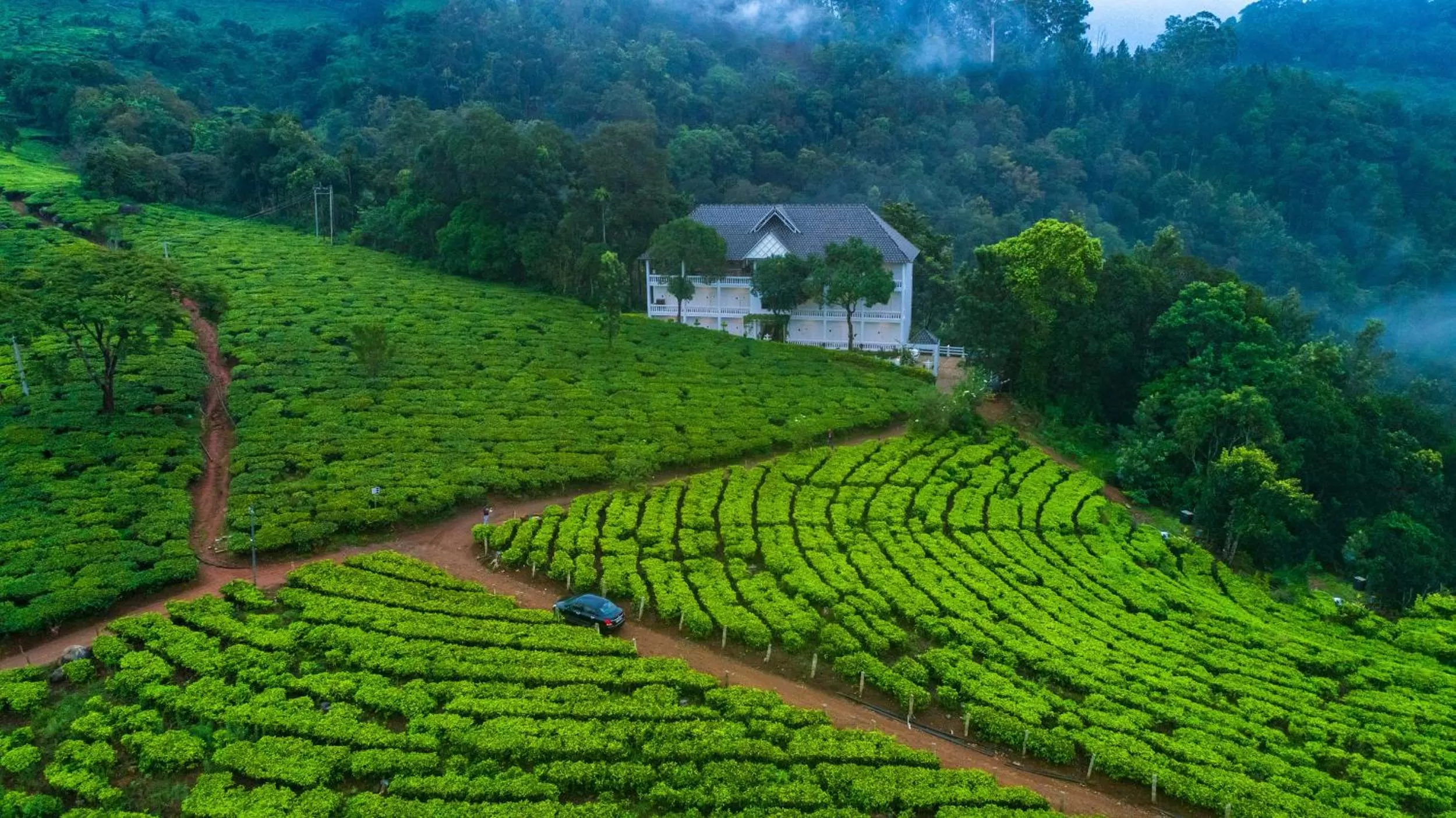 Natural landscape in Tea Harvester