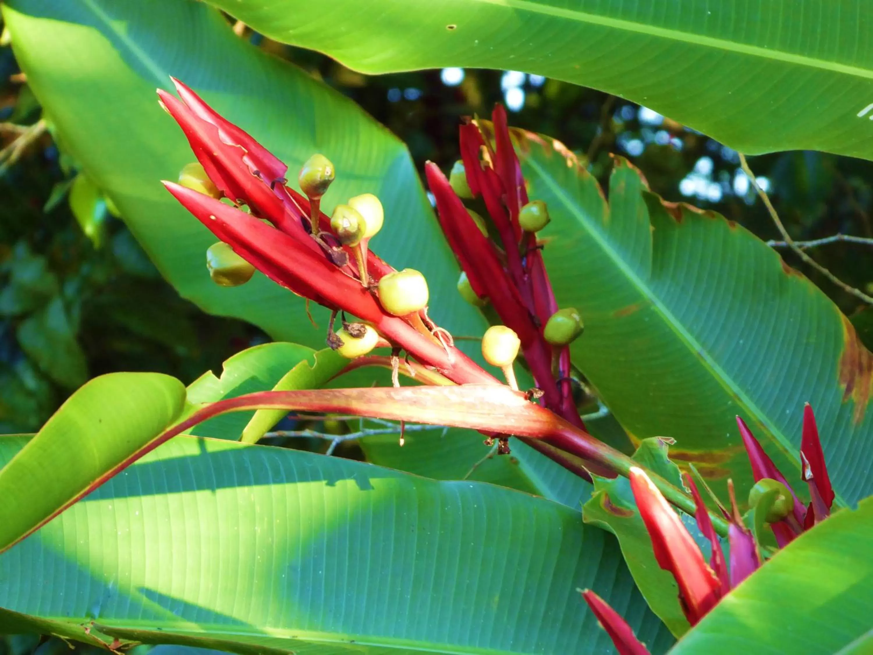 Garden in Finca El Cielo