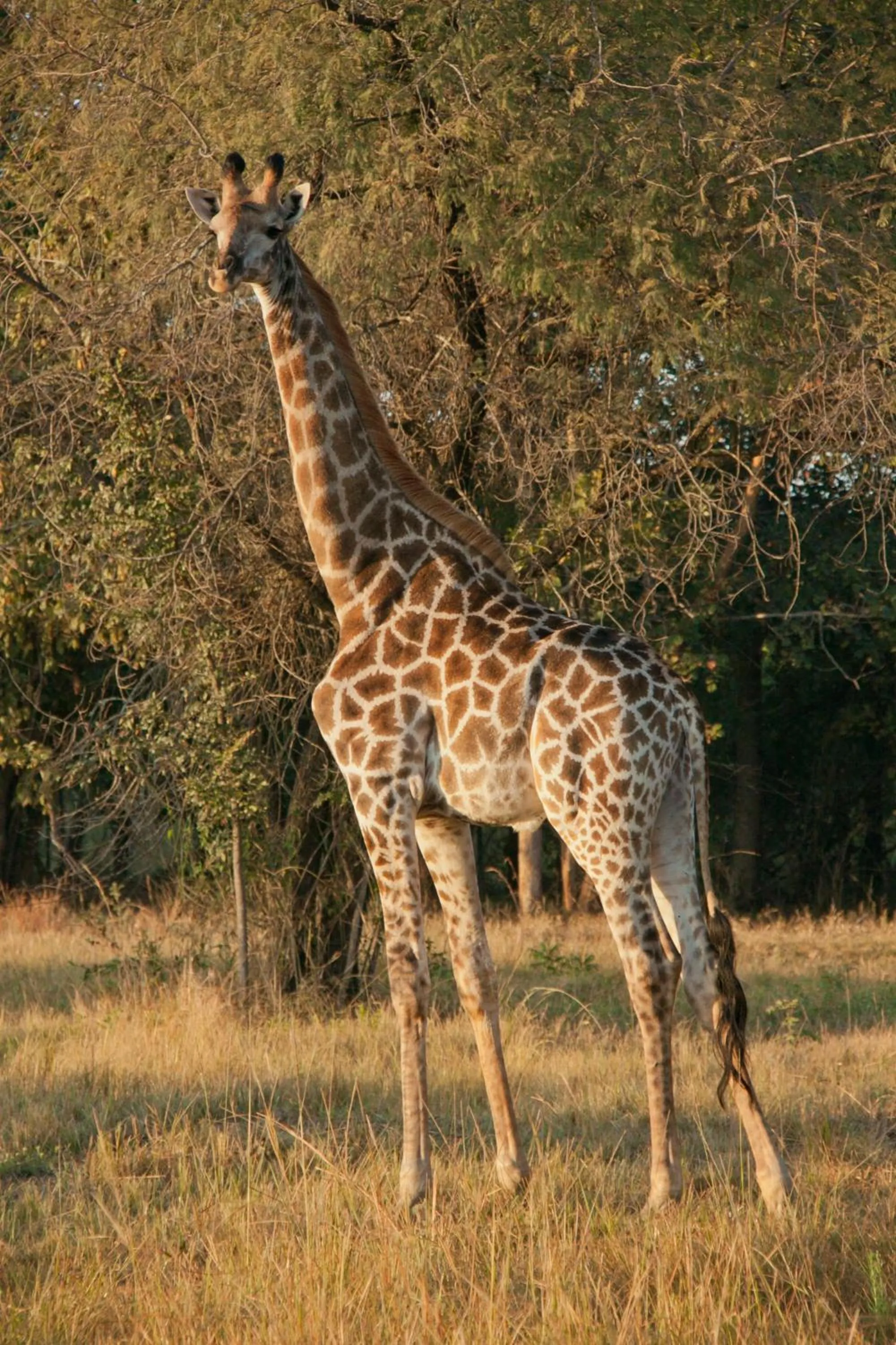 Animals in Tzaneen Country Lodge