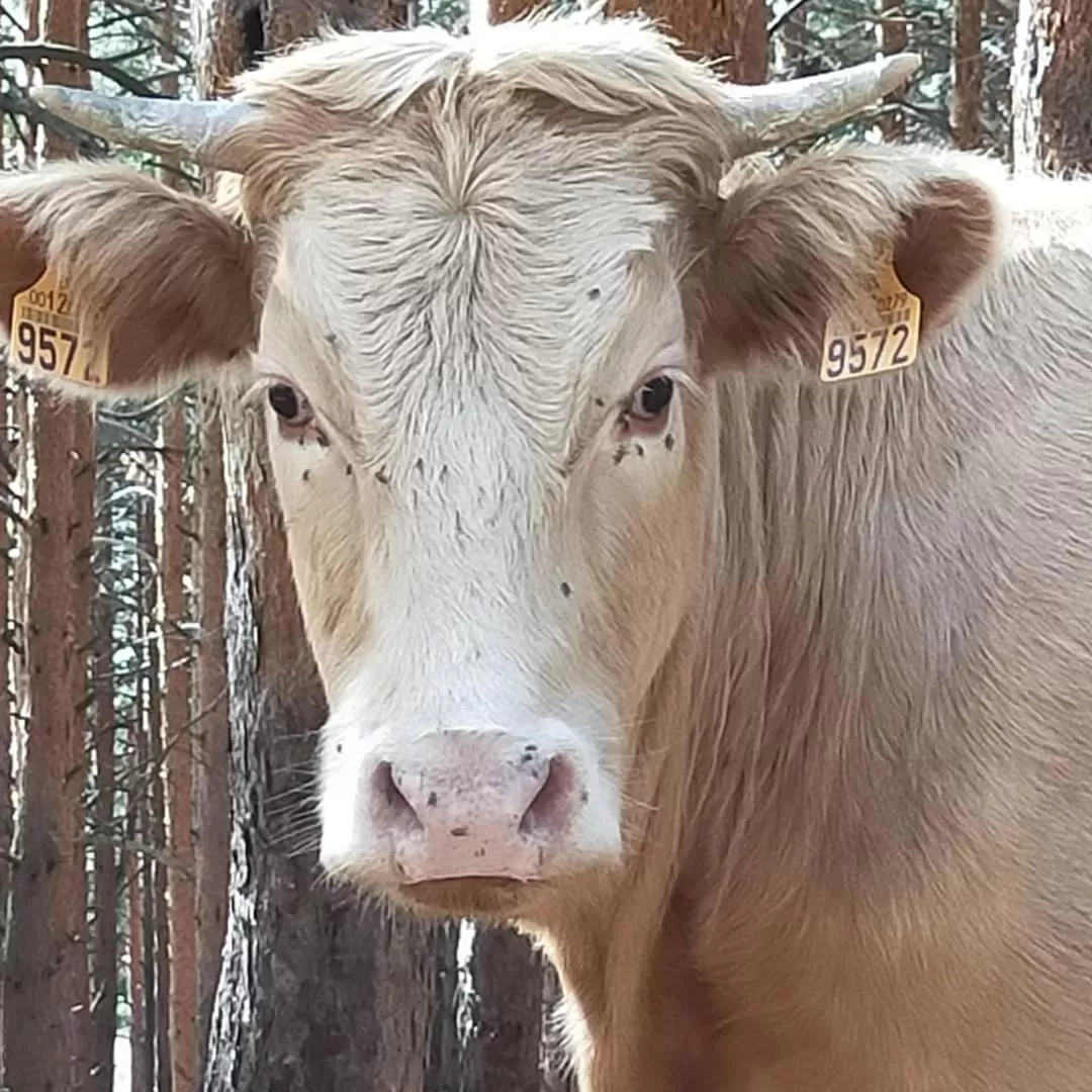 Posada el Campanario