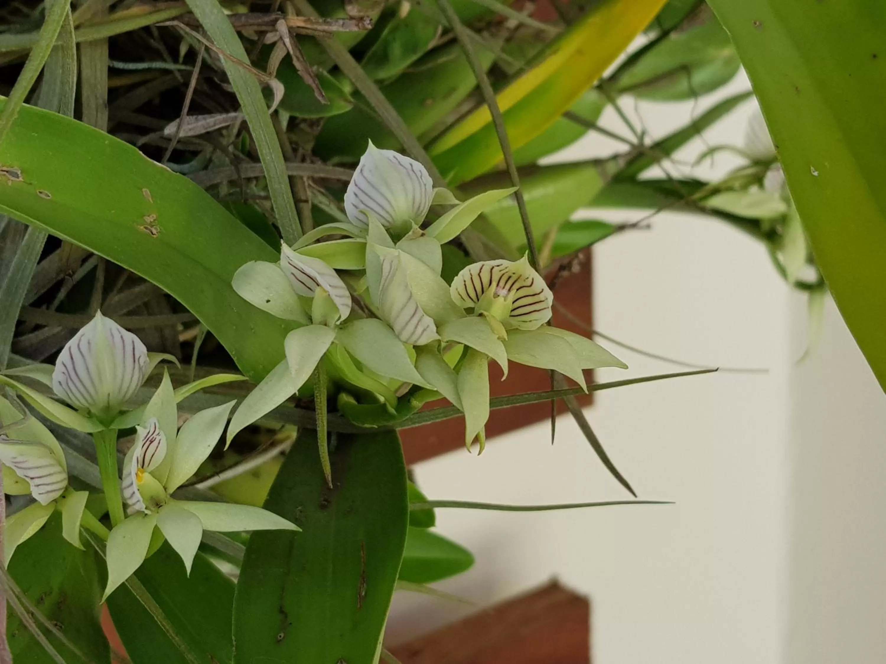 Garden in Hotel la Perla Leon
