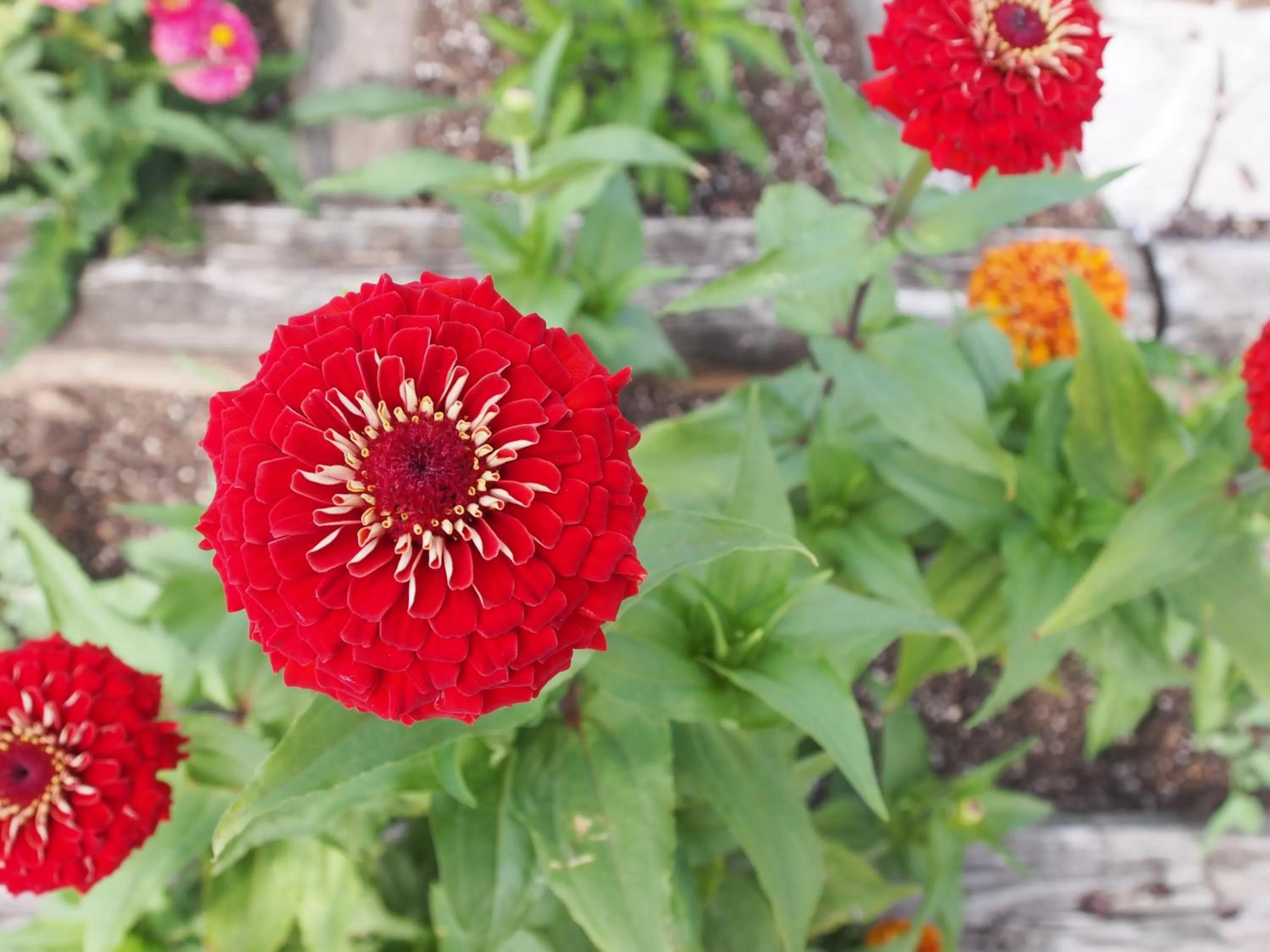 Garden in Regency Inn