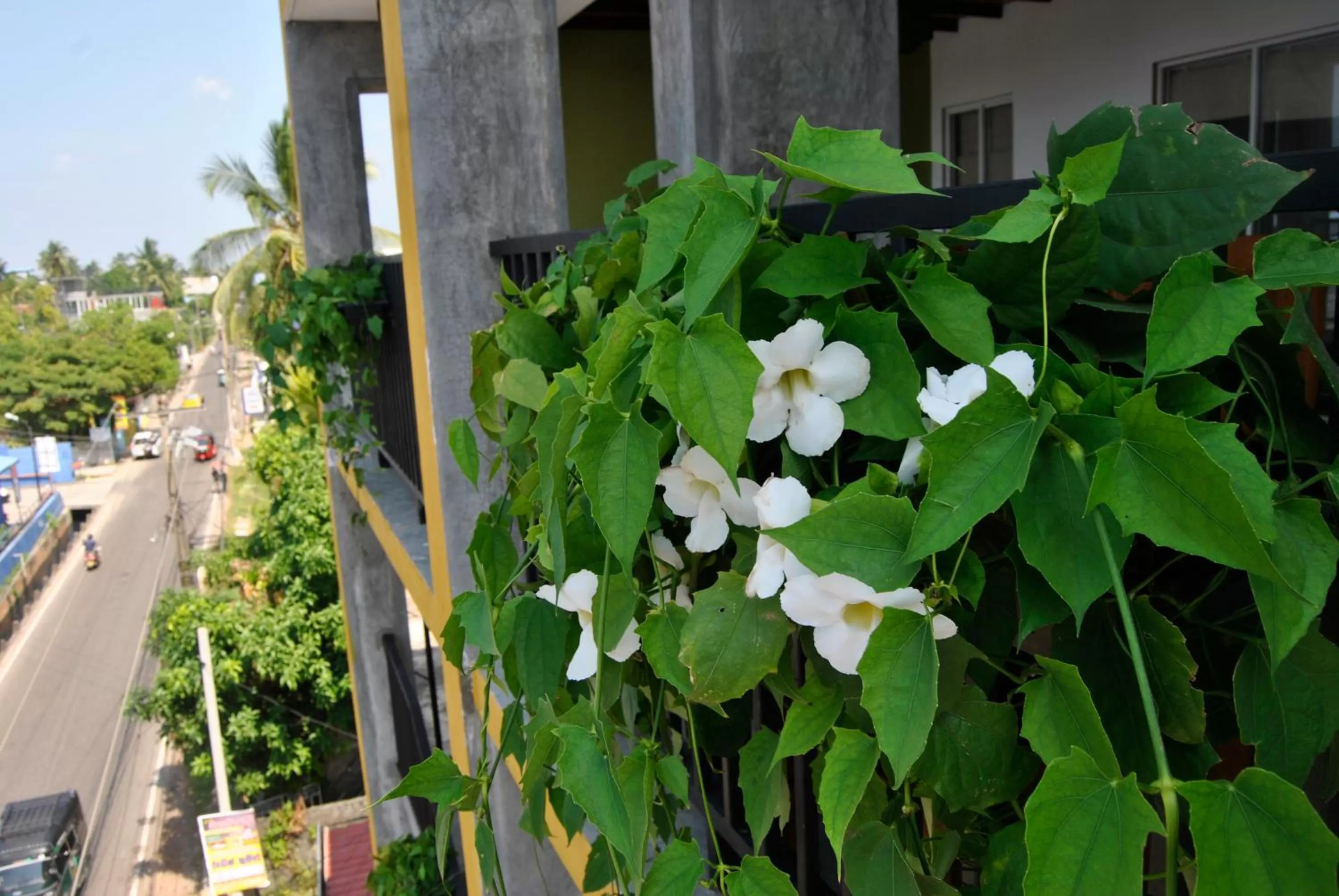 Balcony/Terrace in The Canoe