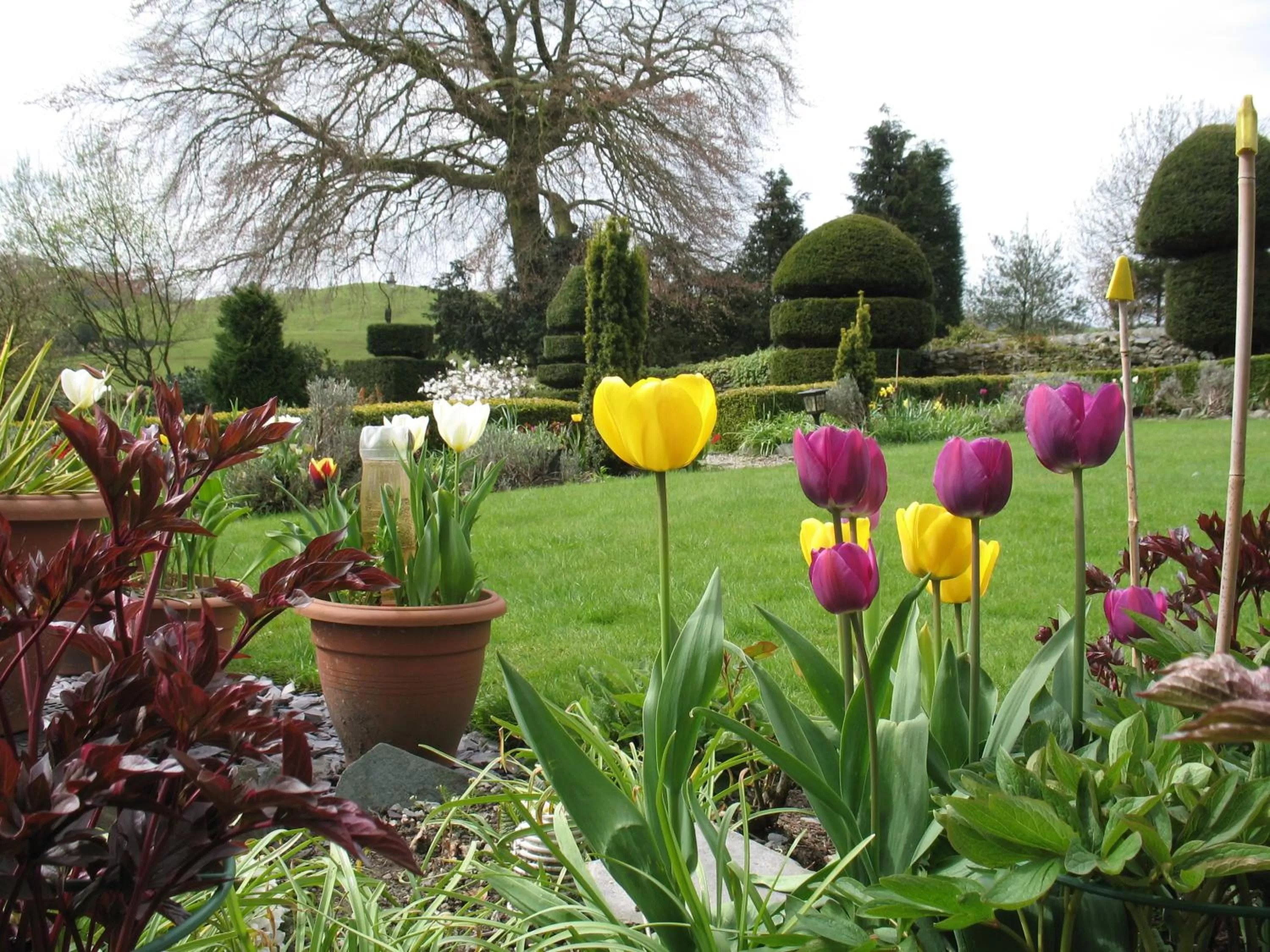 Spring, Garden in The Hill