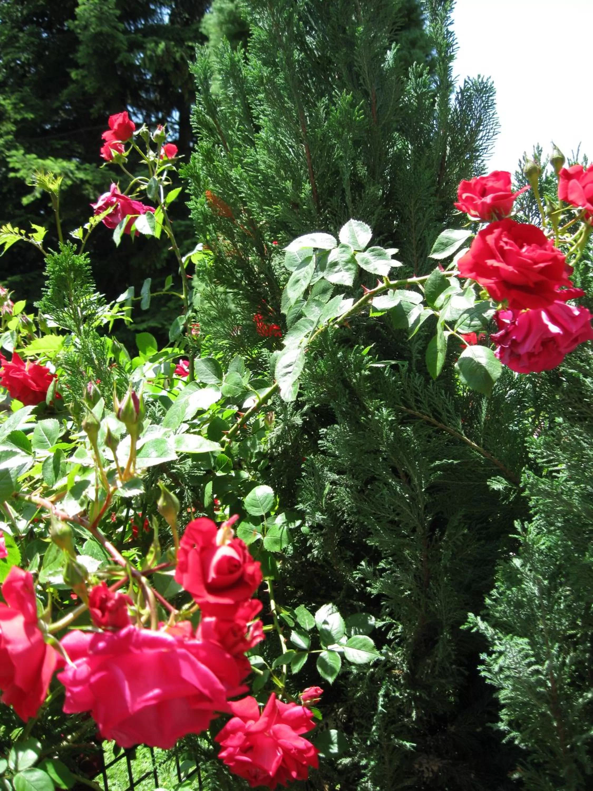 Garden in Villa Jordan