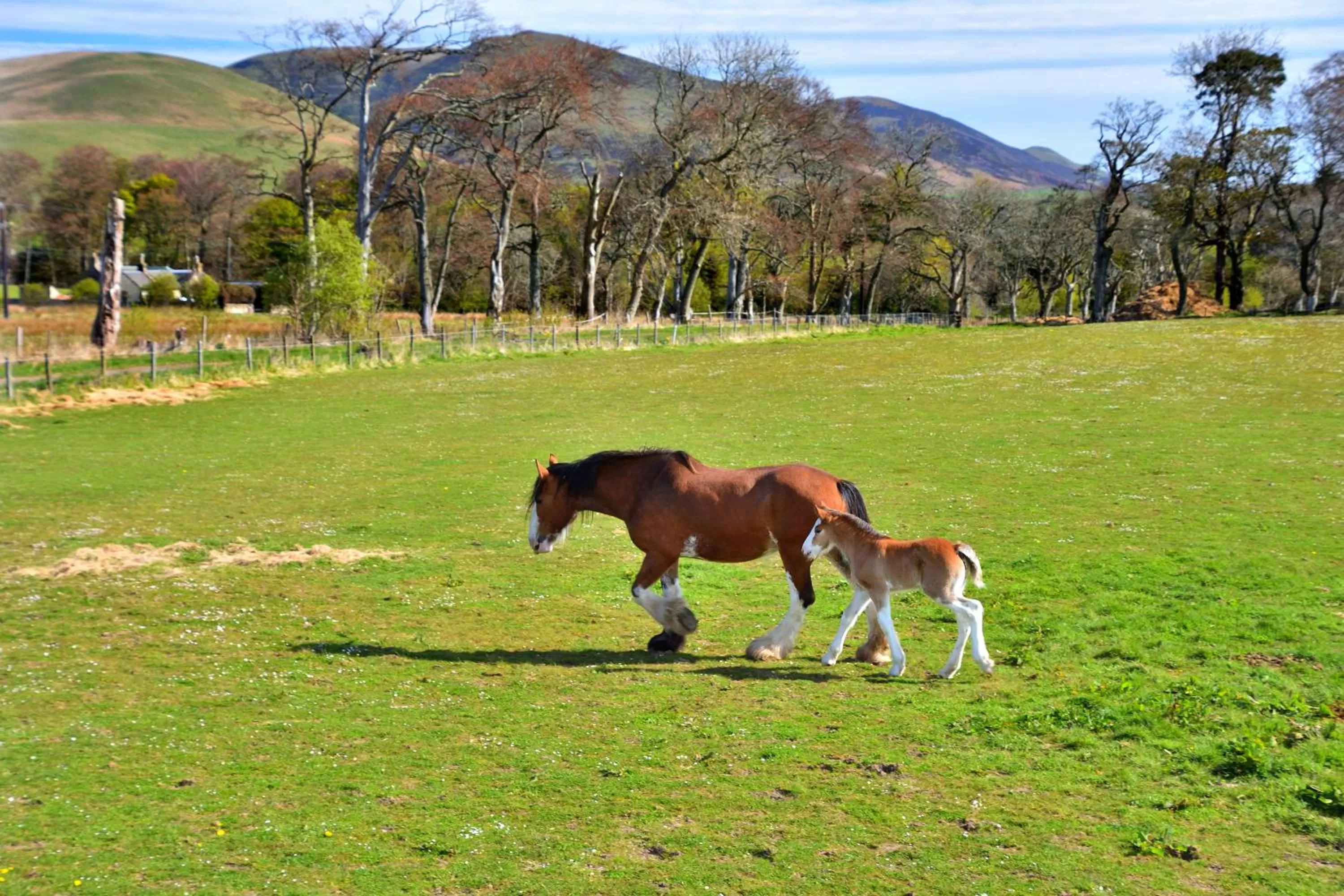 Mountain view in Peggyslea Farm B&B
