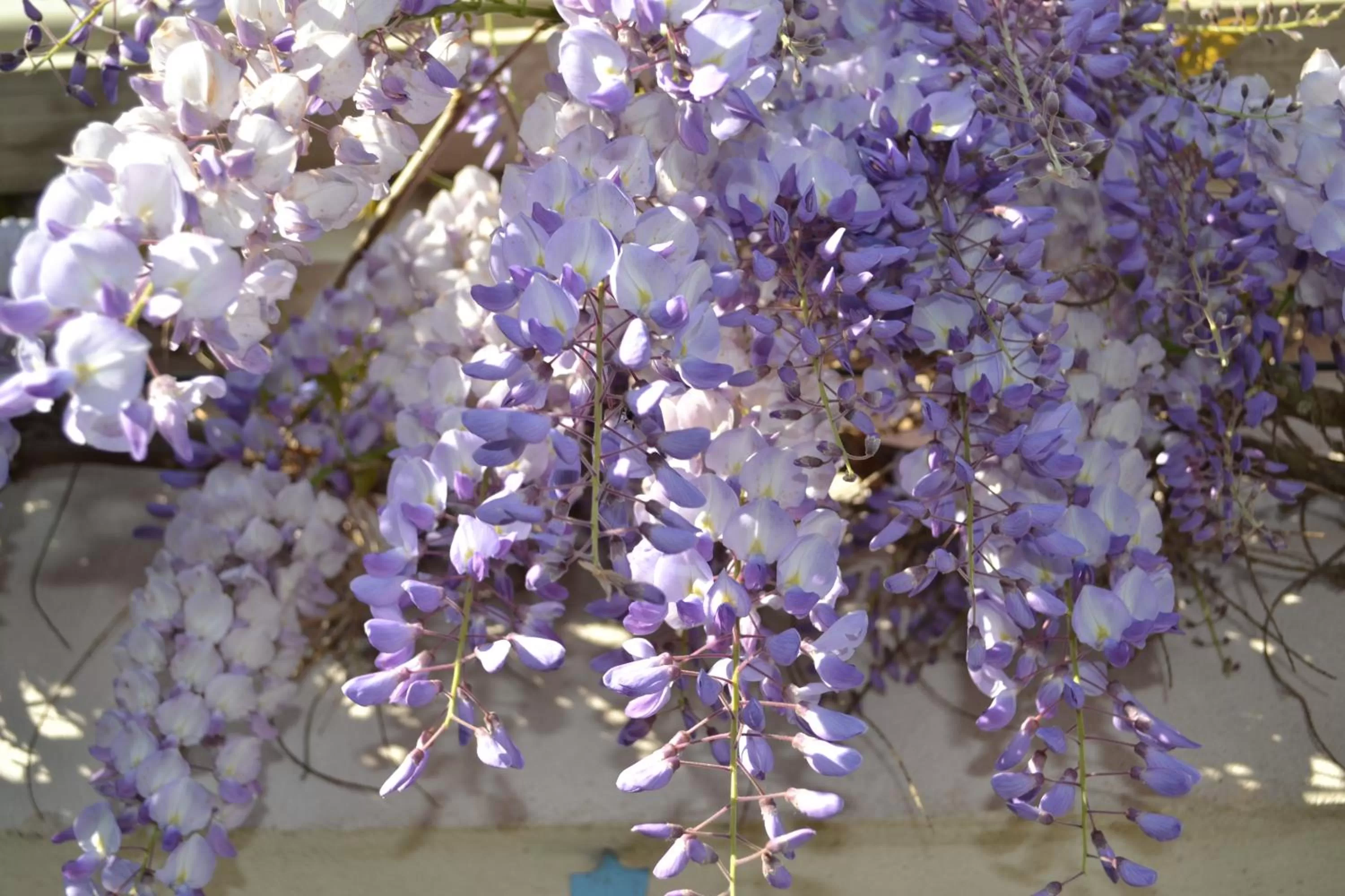 Property building, Other Animals in L'instant bleu