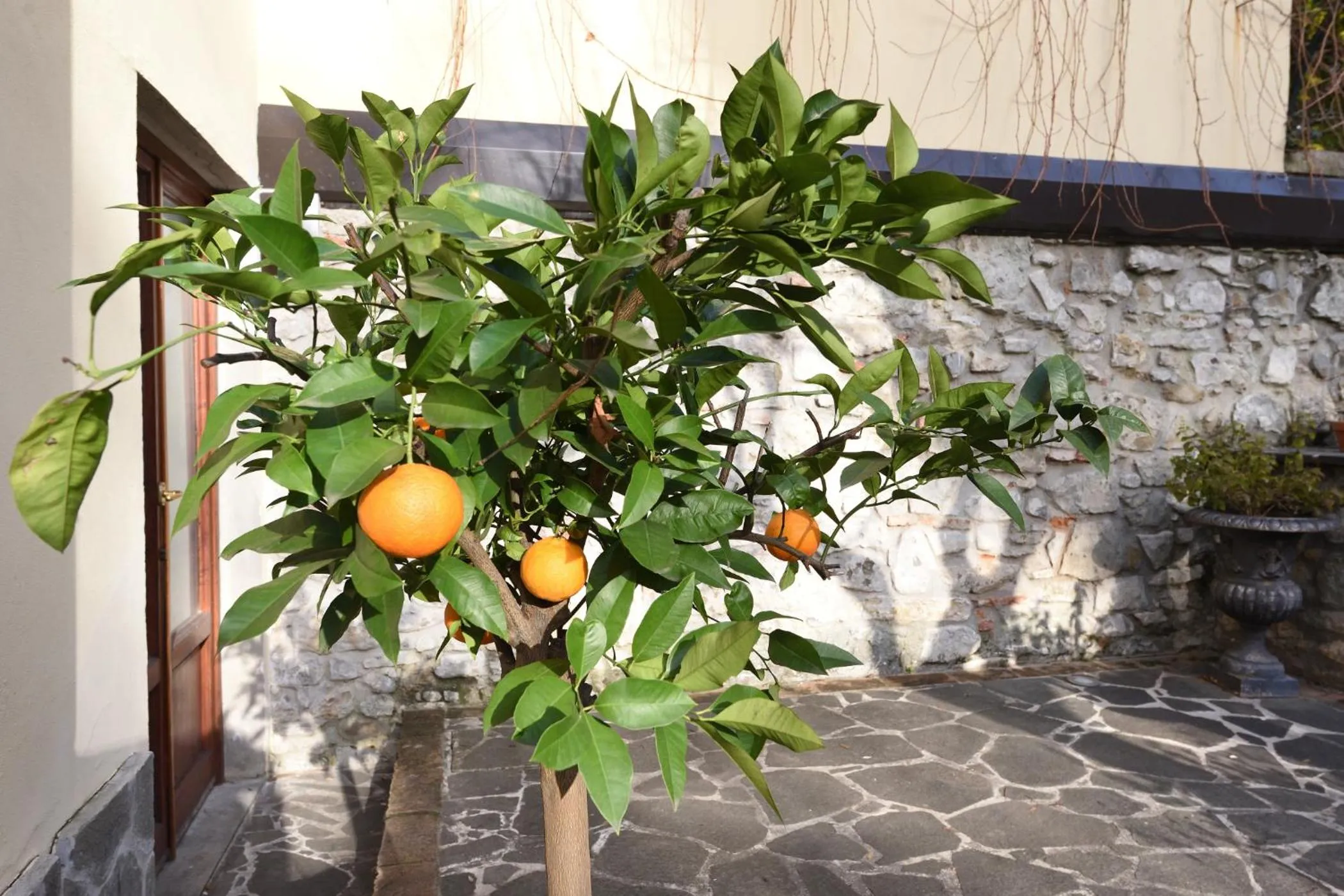 Garden in Relais La Corte di Cloris