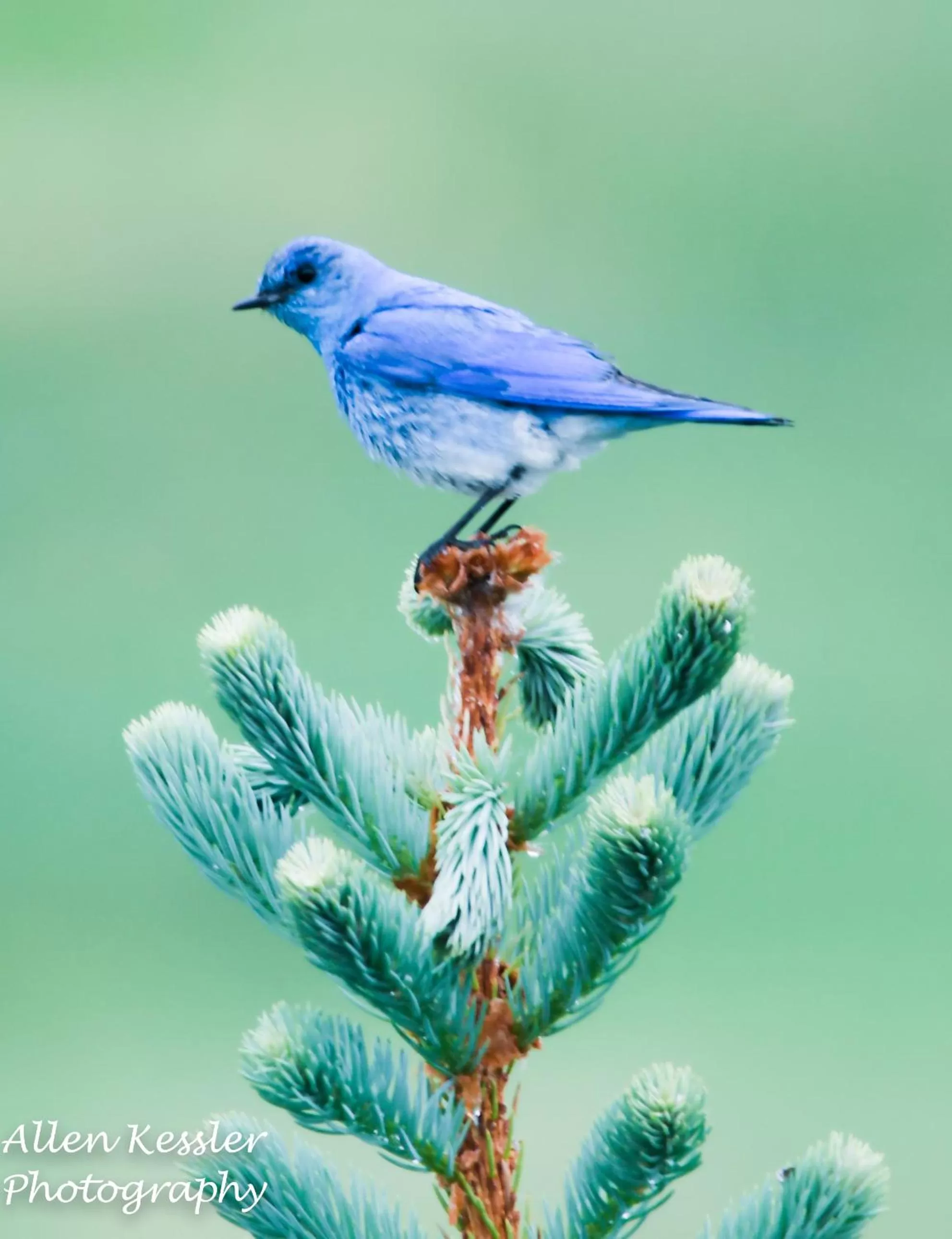 Other Animals in Misty Ridge Retreat B&B