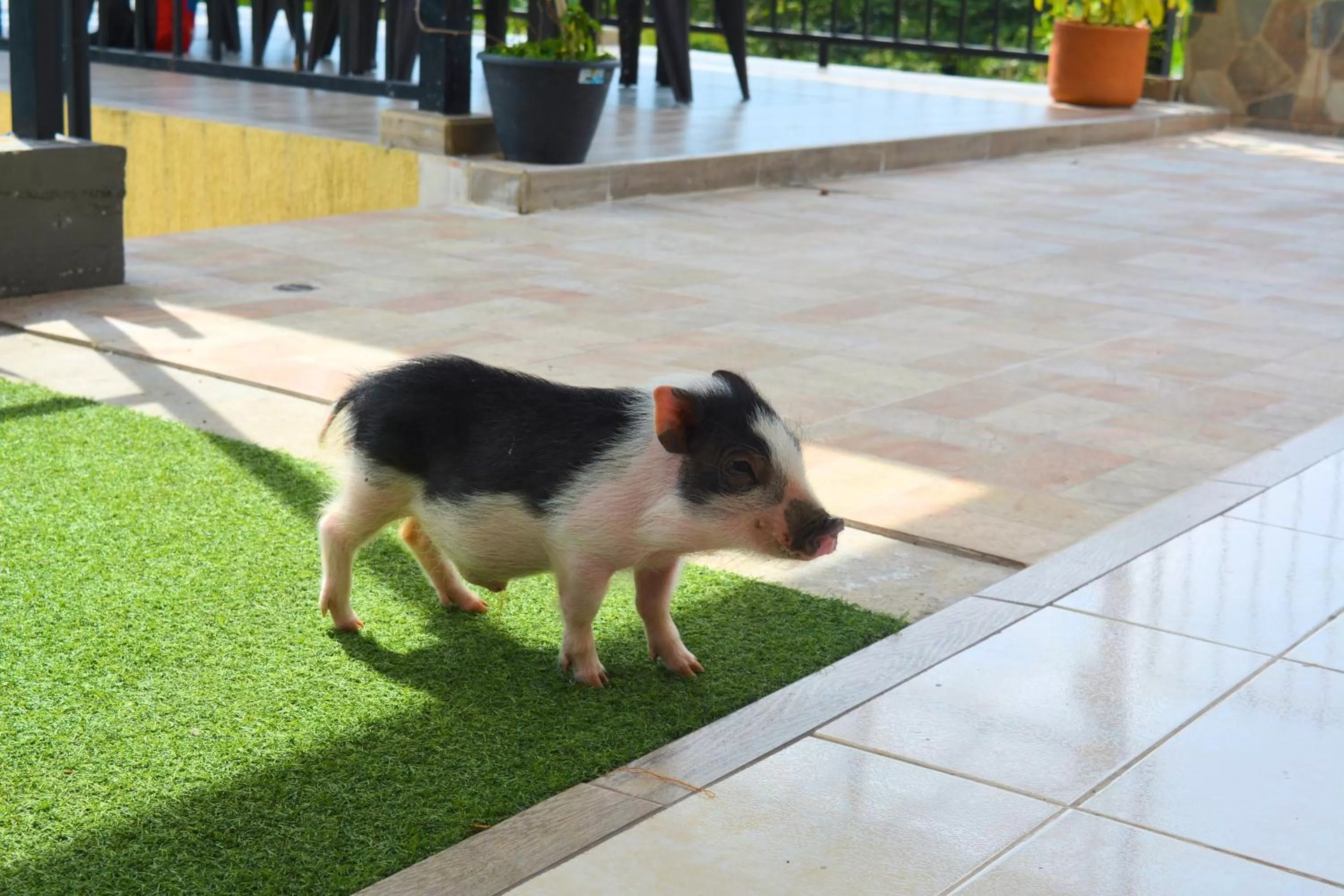 Pets in Hotel Casa campestre HH
