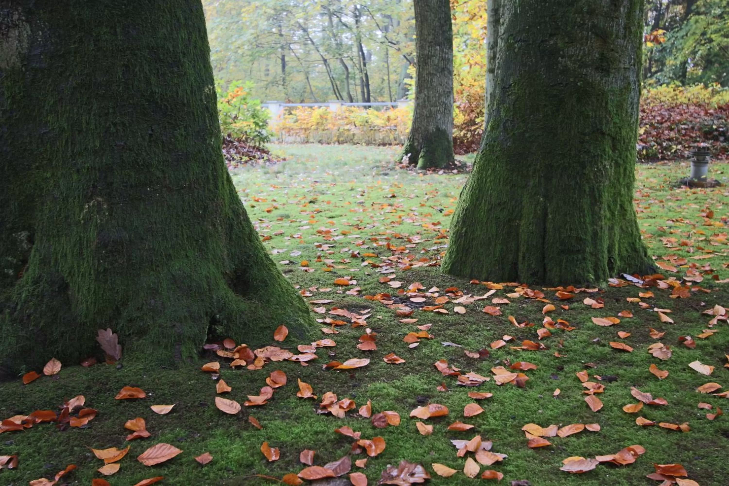 Garden in Hardtwald Hotel